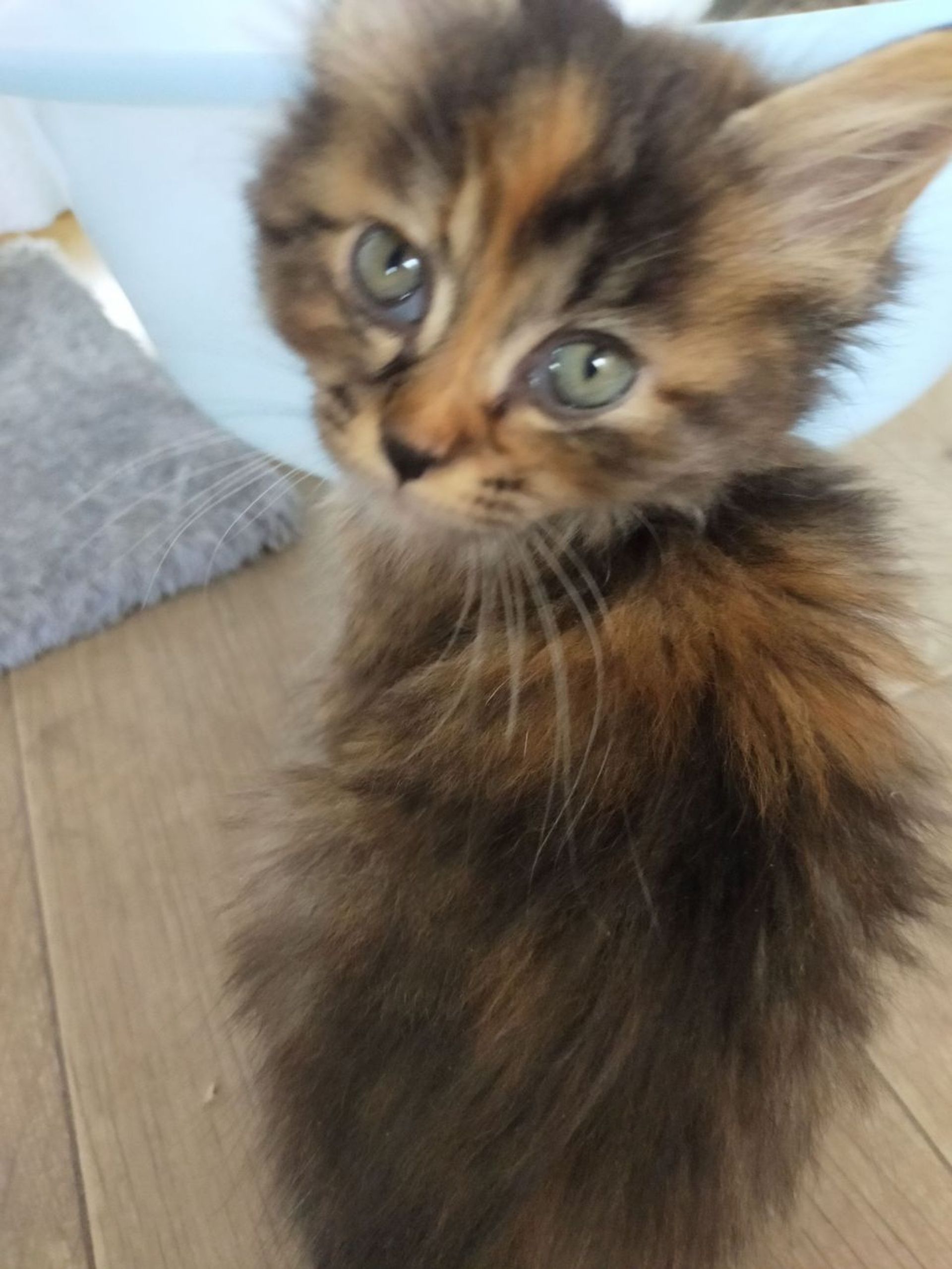 雑種（ミックス猫）・メスの里親募集の写真
