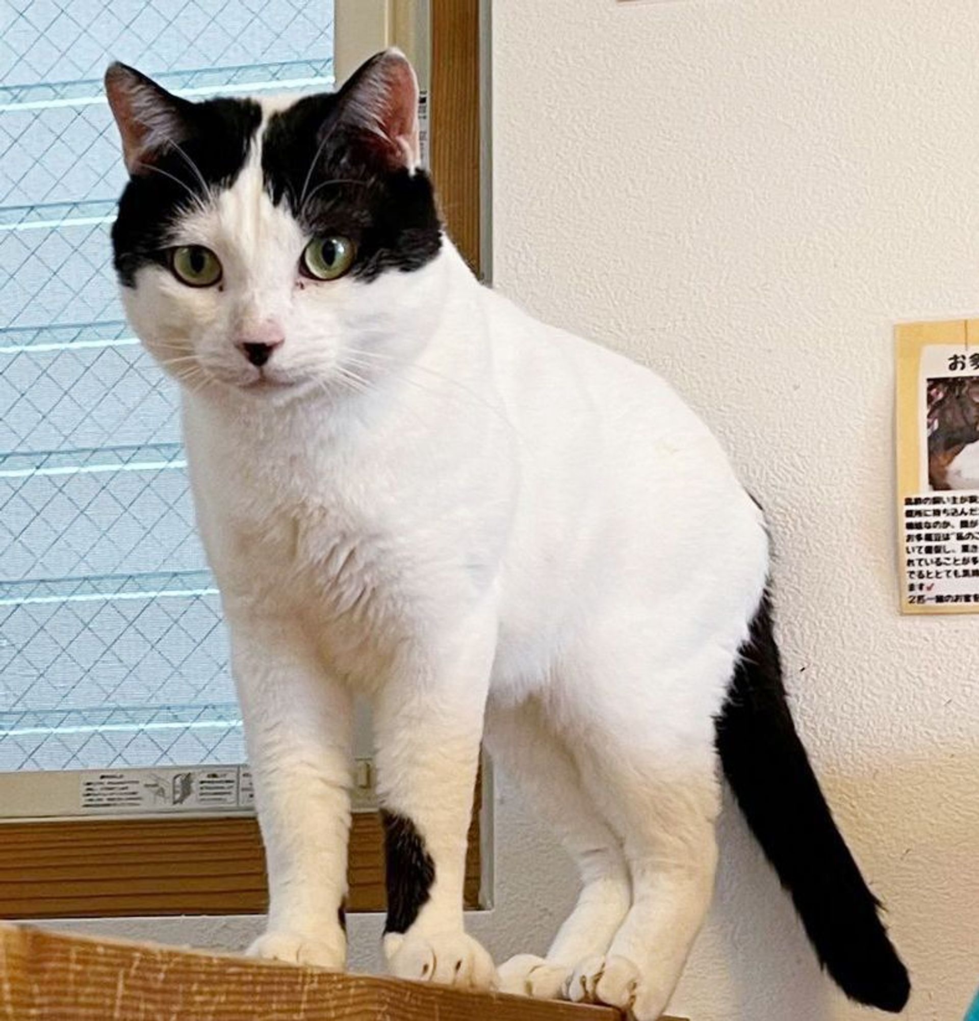 雑種（ミックス猫）・オスの里親募集の写真