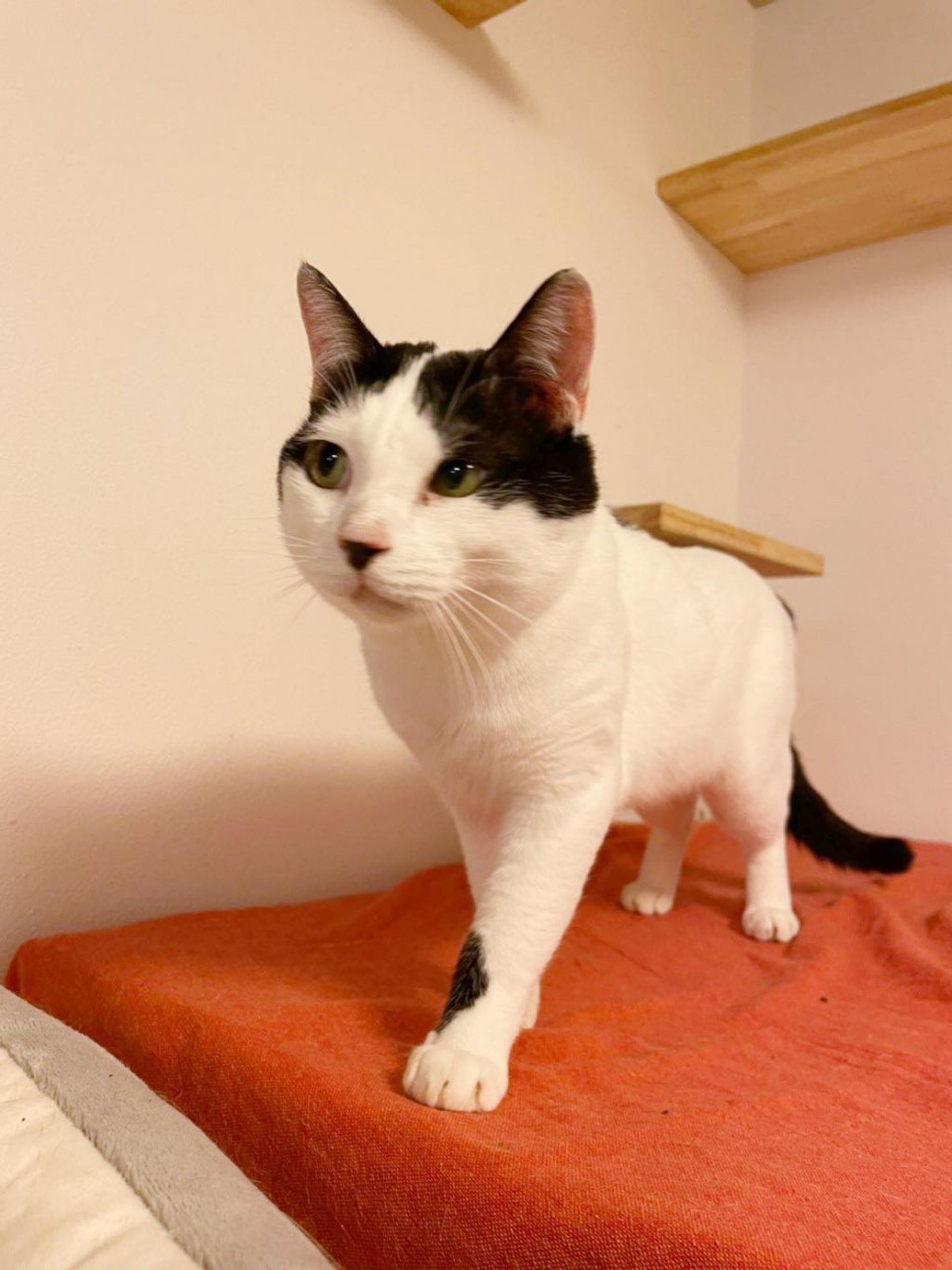 pet-image-4