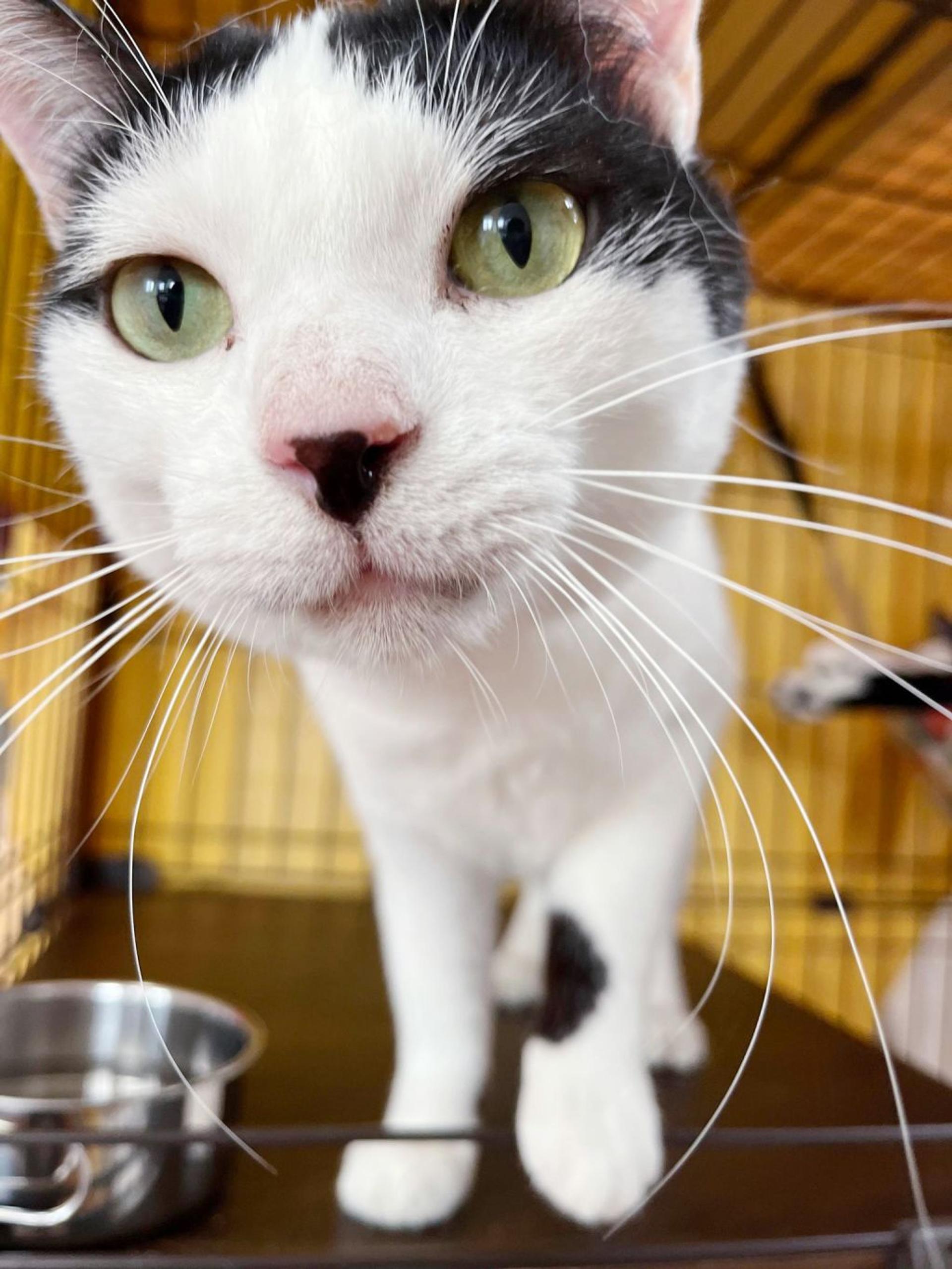 pet-image-5
