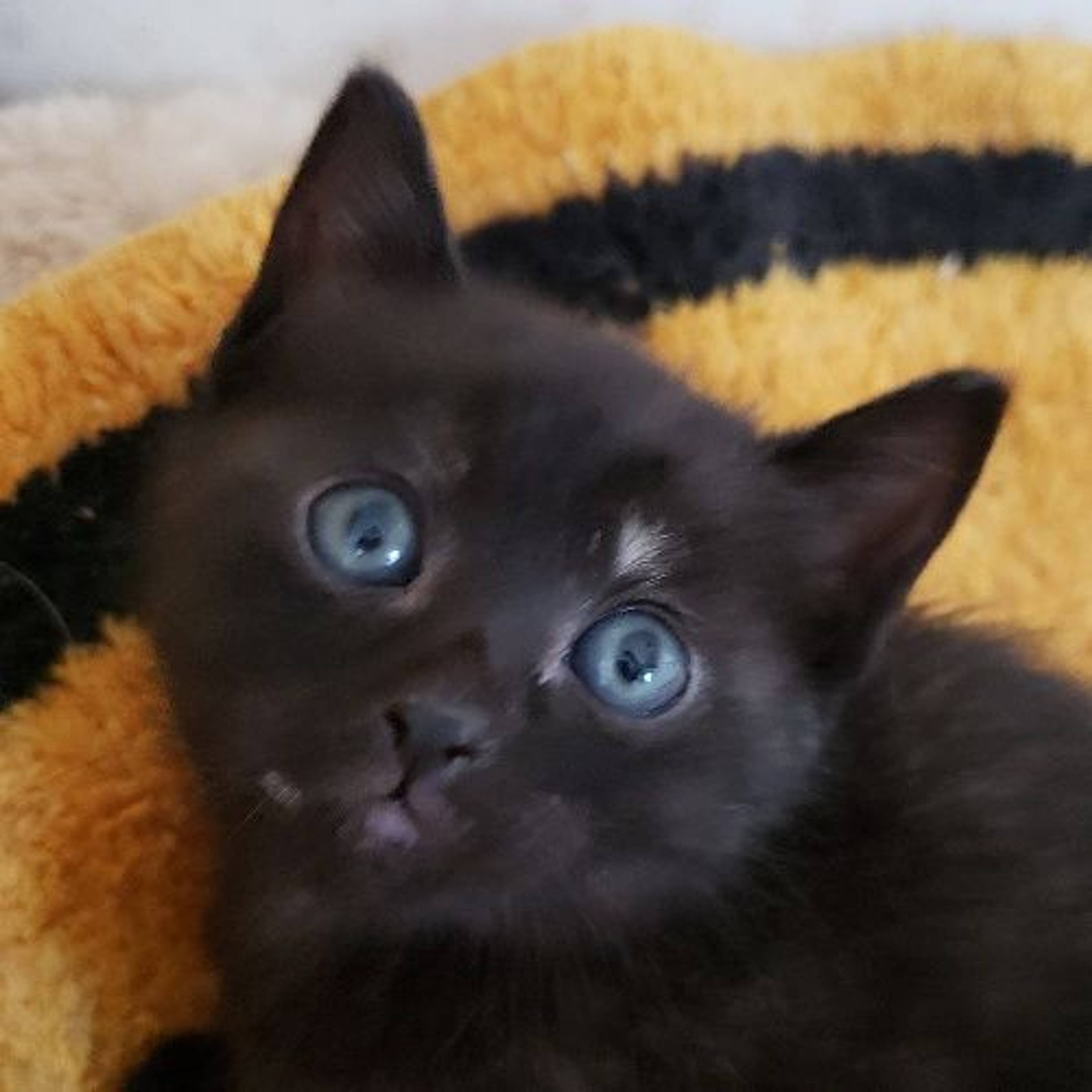 雑種（ミックス猫）・メスの里親募集の写真