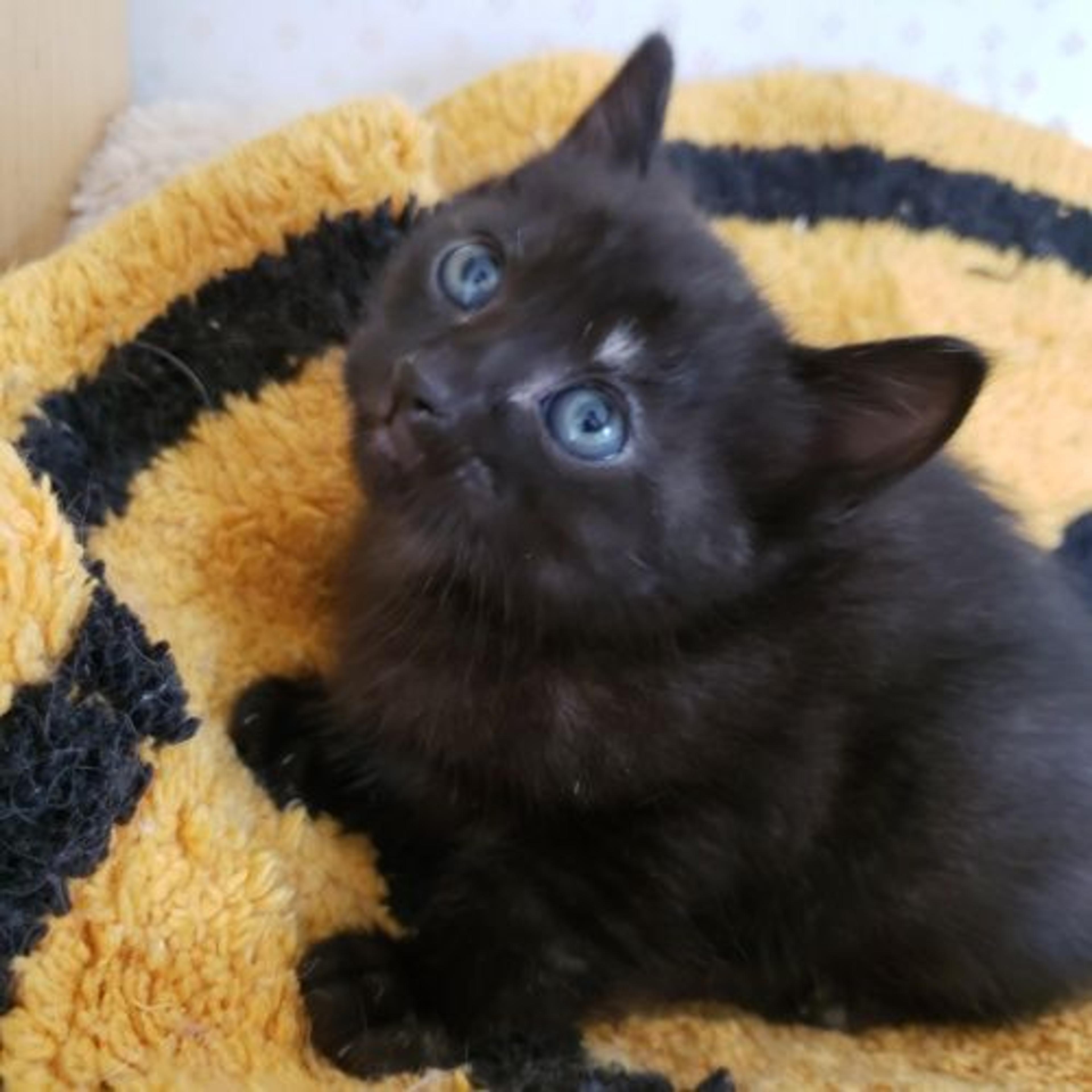 pet-image-3