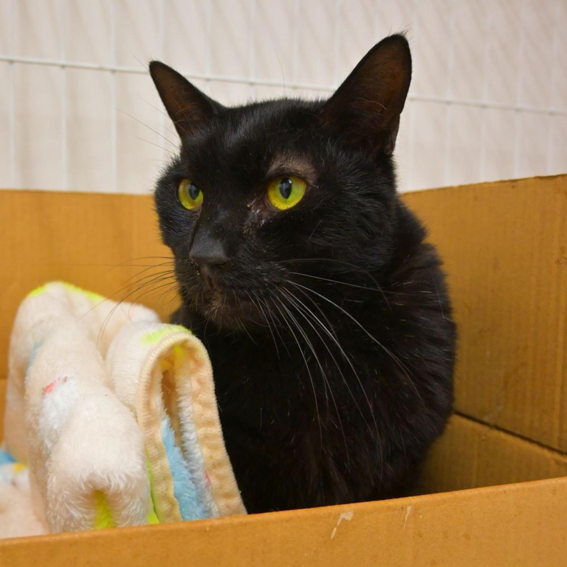 pet-image-4