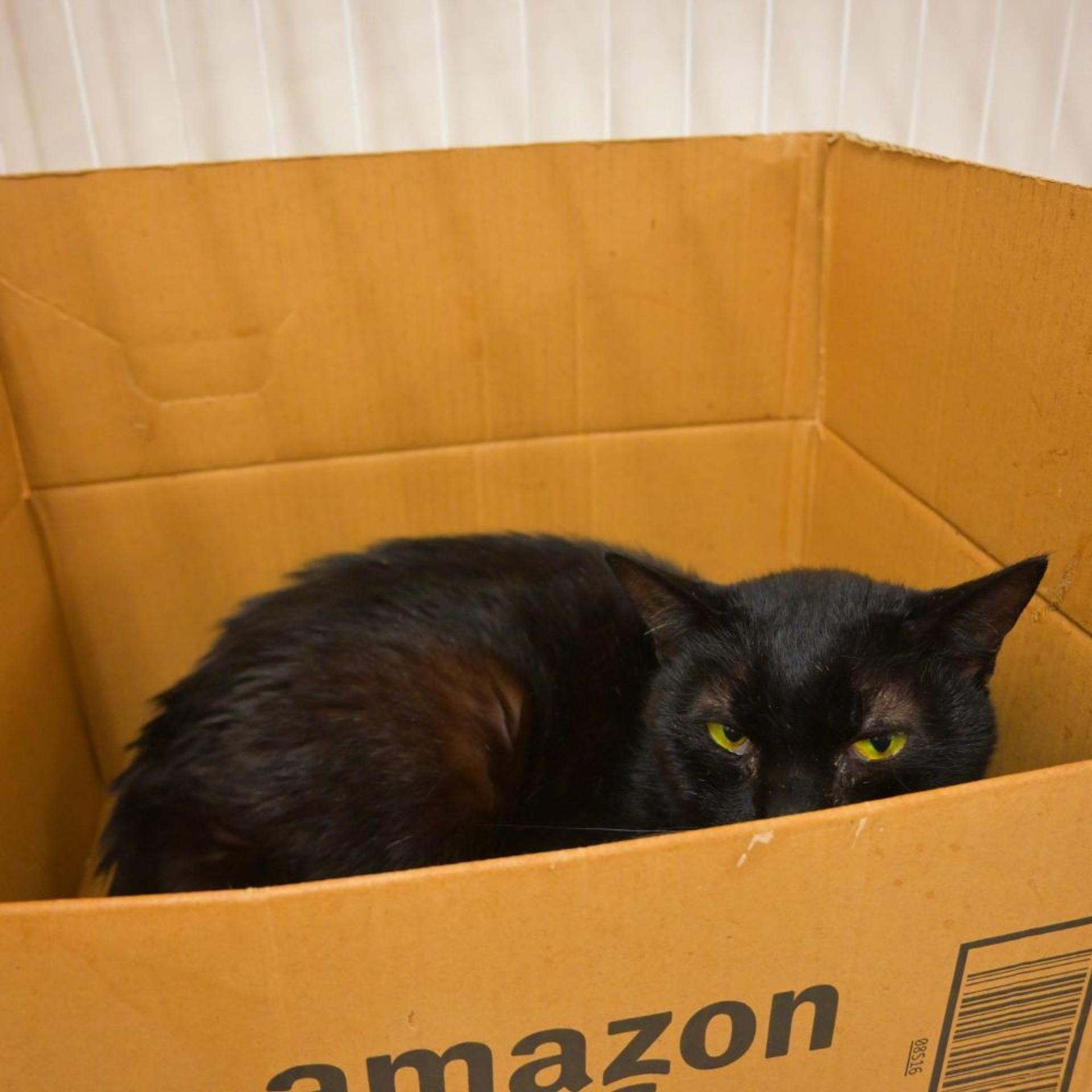pet-image-5