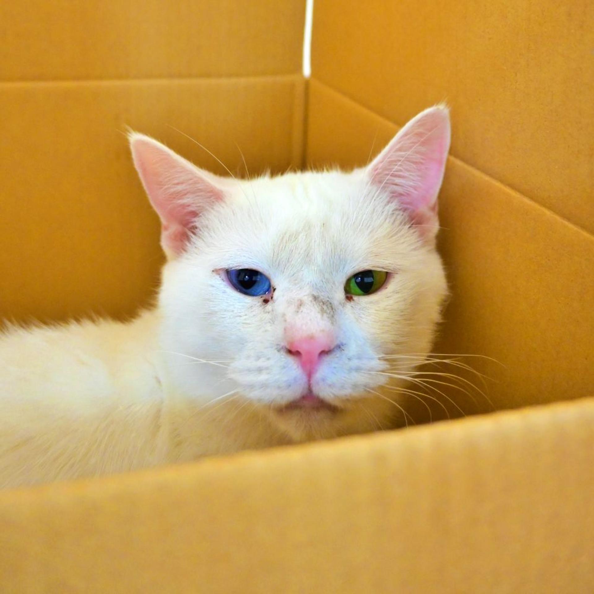 pet-image-2