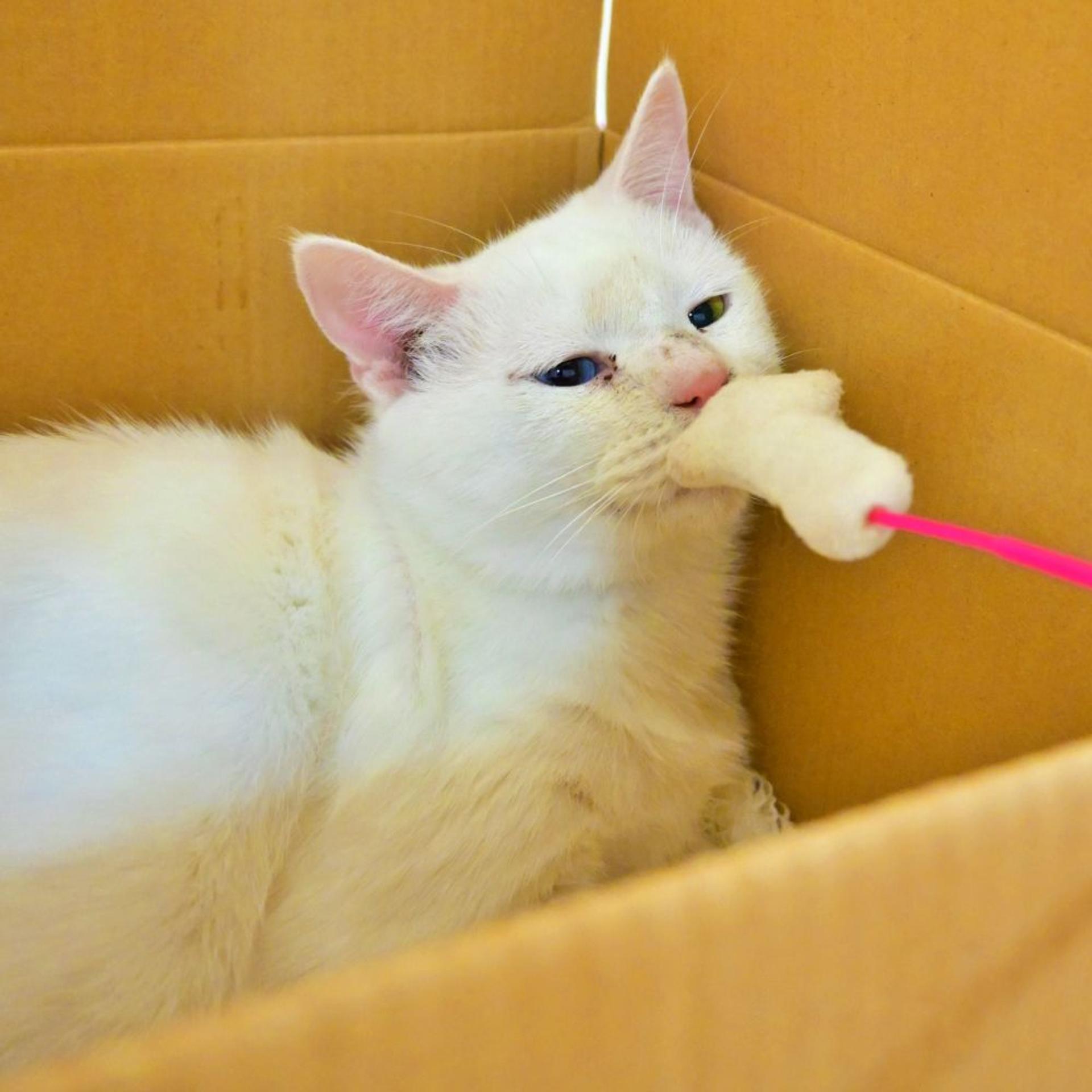 pet-image-3