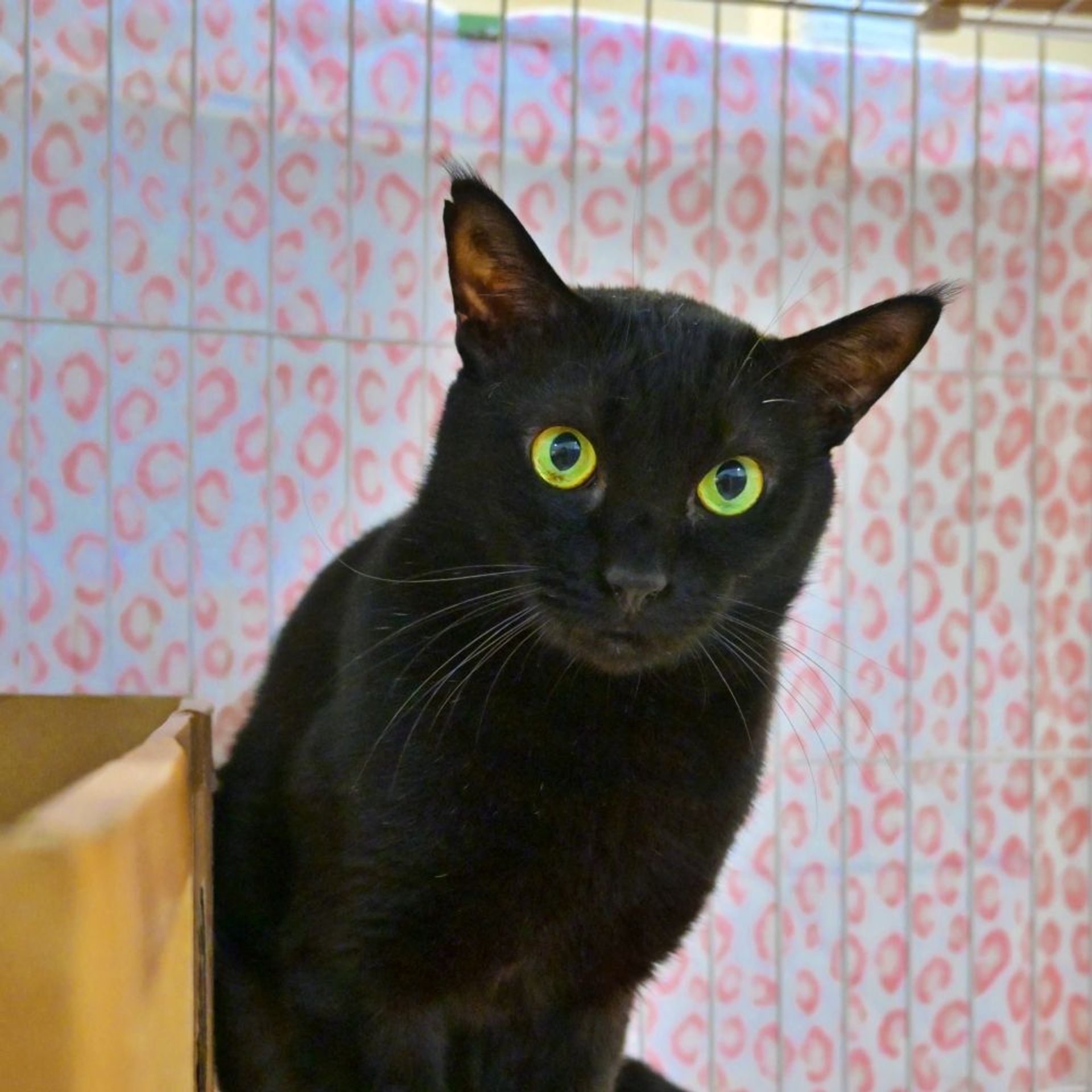 雑種（ミックス猫）・オスの里親募集の写真