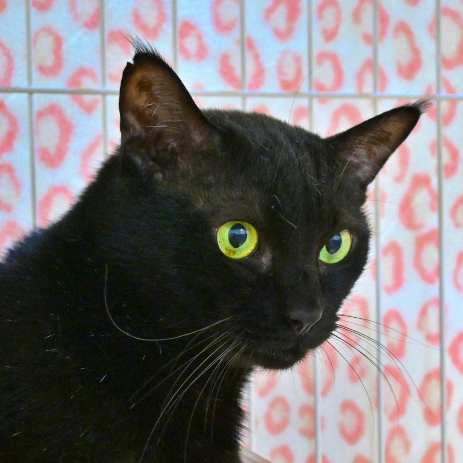 pet-image-2