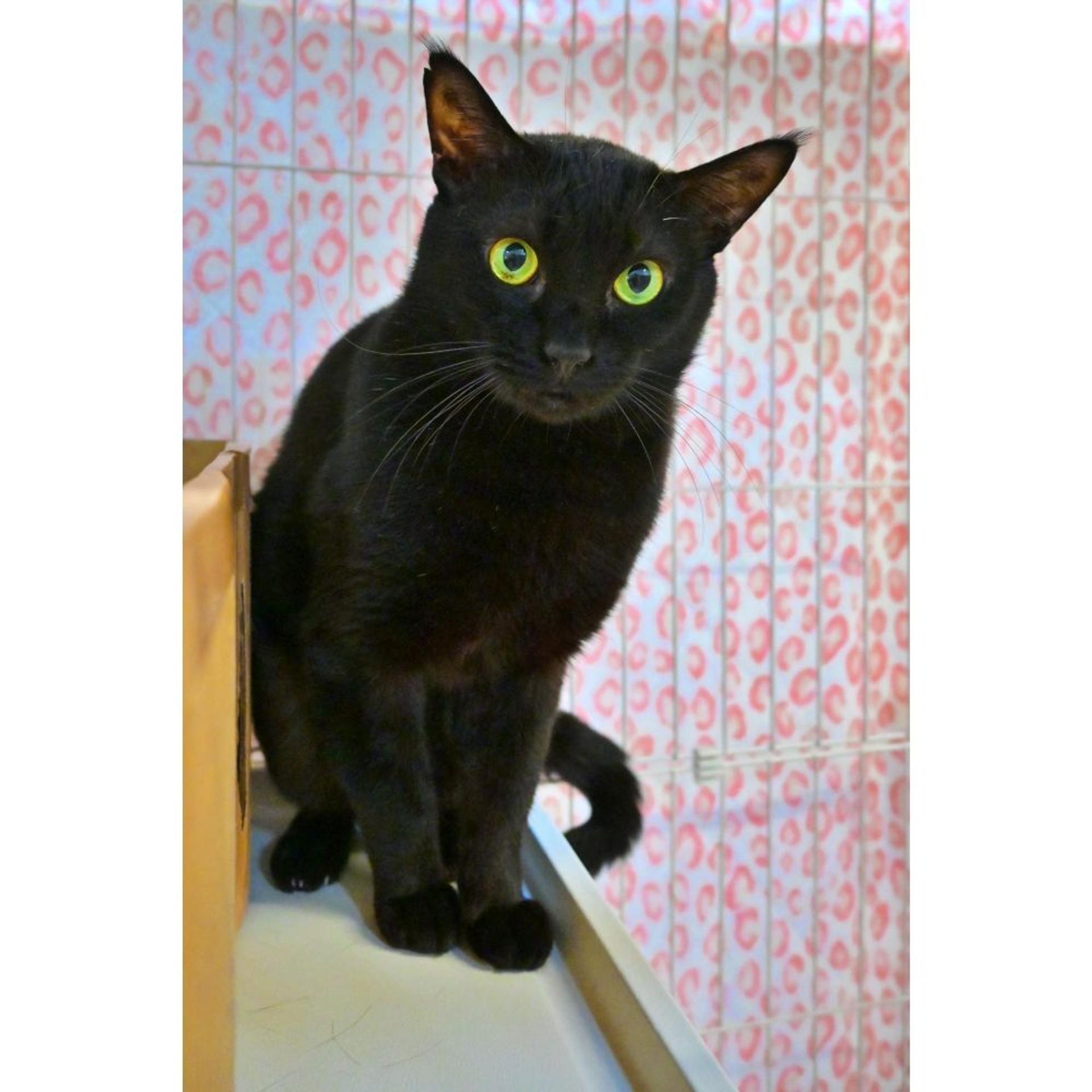 pet-image-3