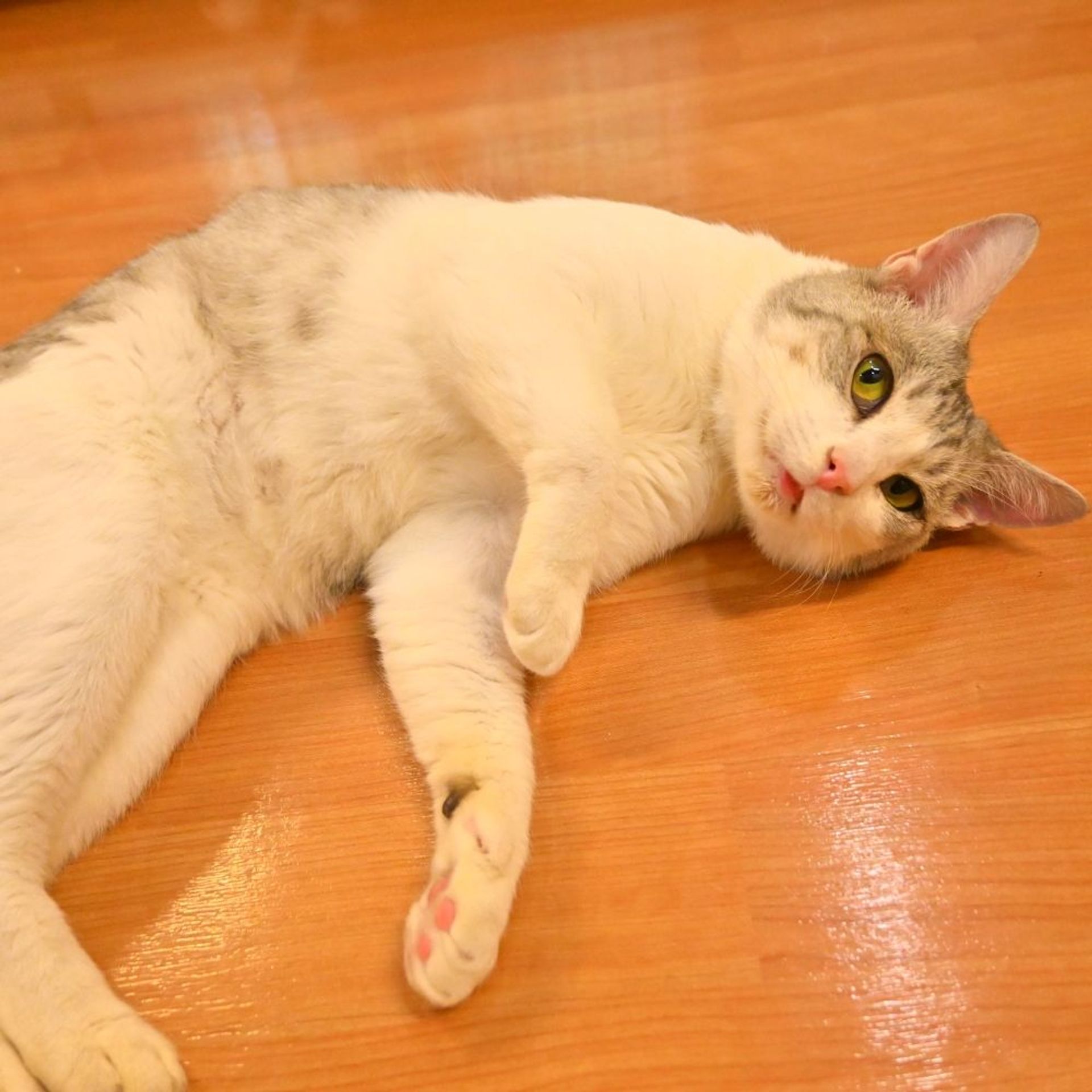 雑種（ミックス猫）・オスの里親募集の写真