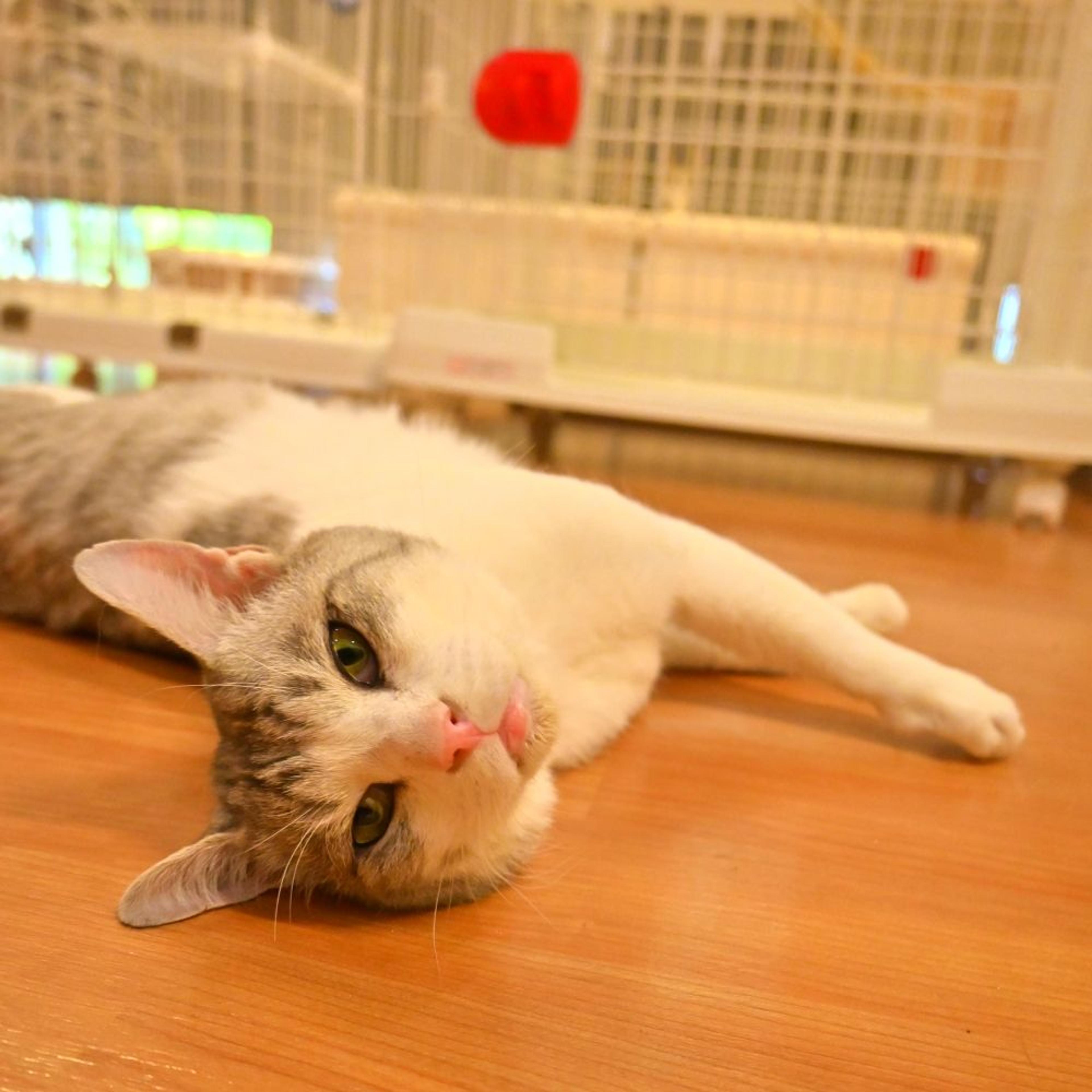 pet-image-2