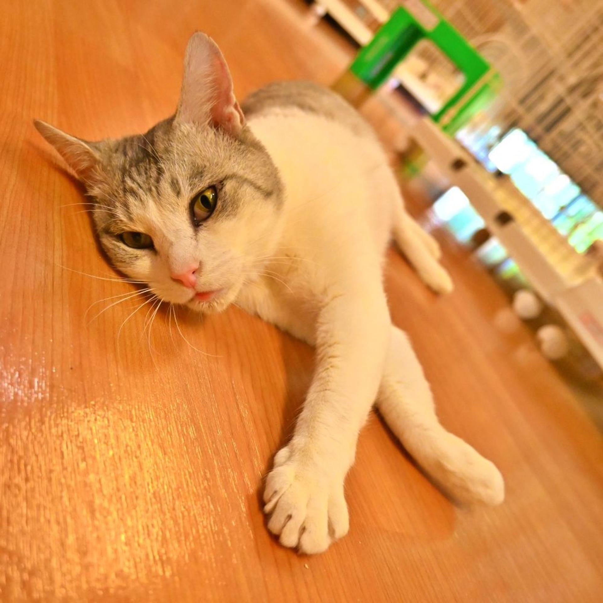 pet-image-3