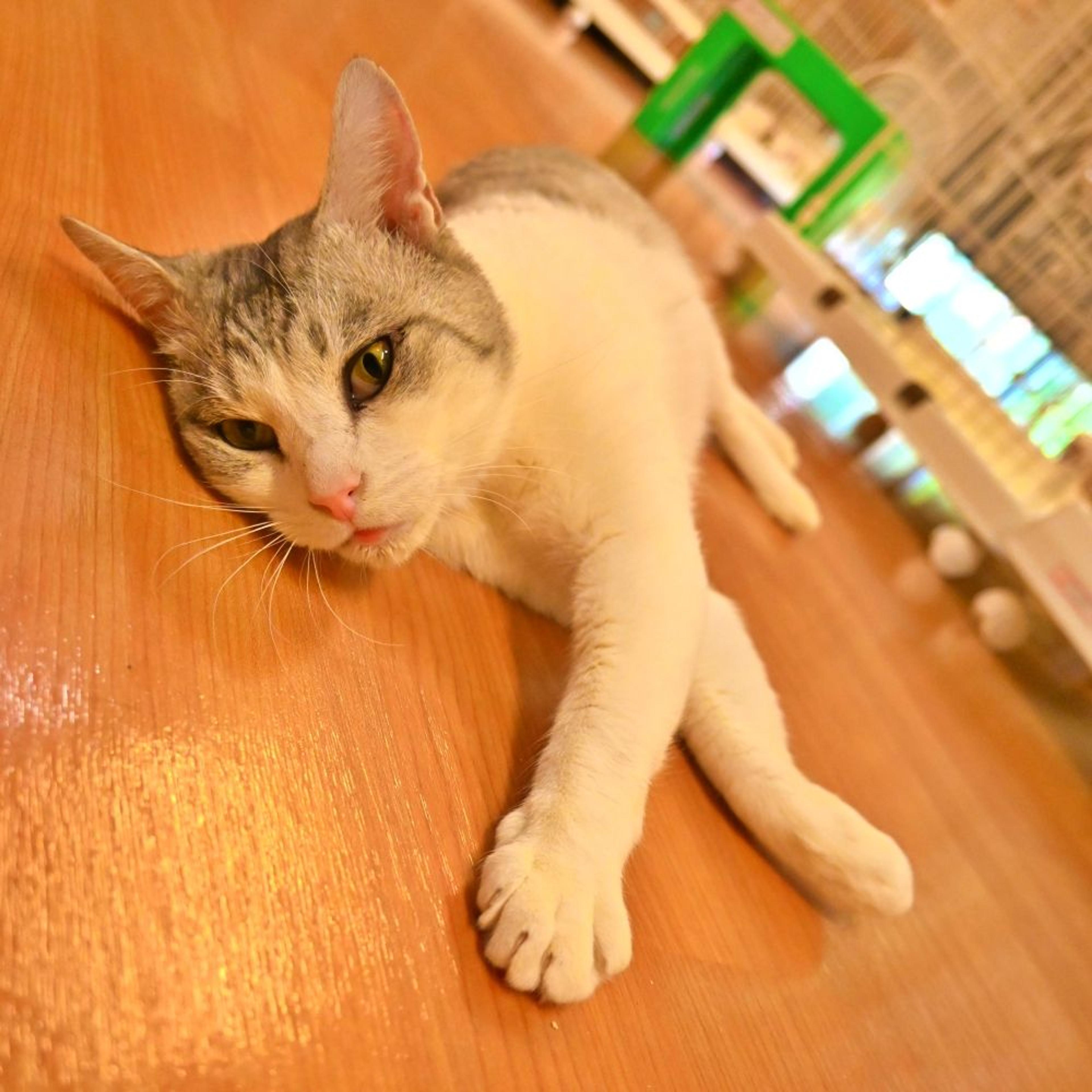 pet-image-3
