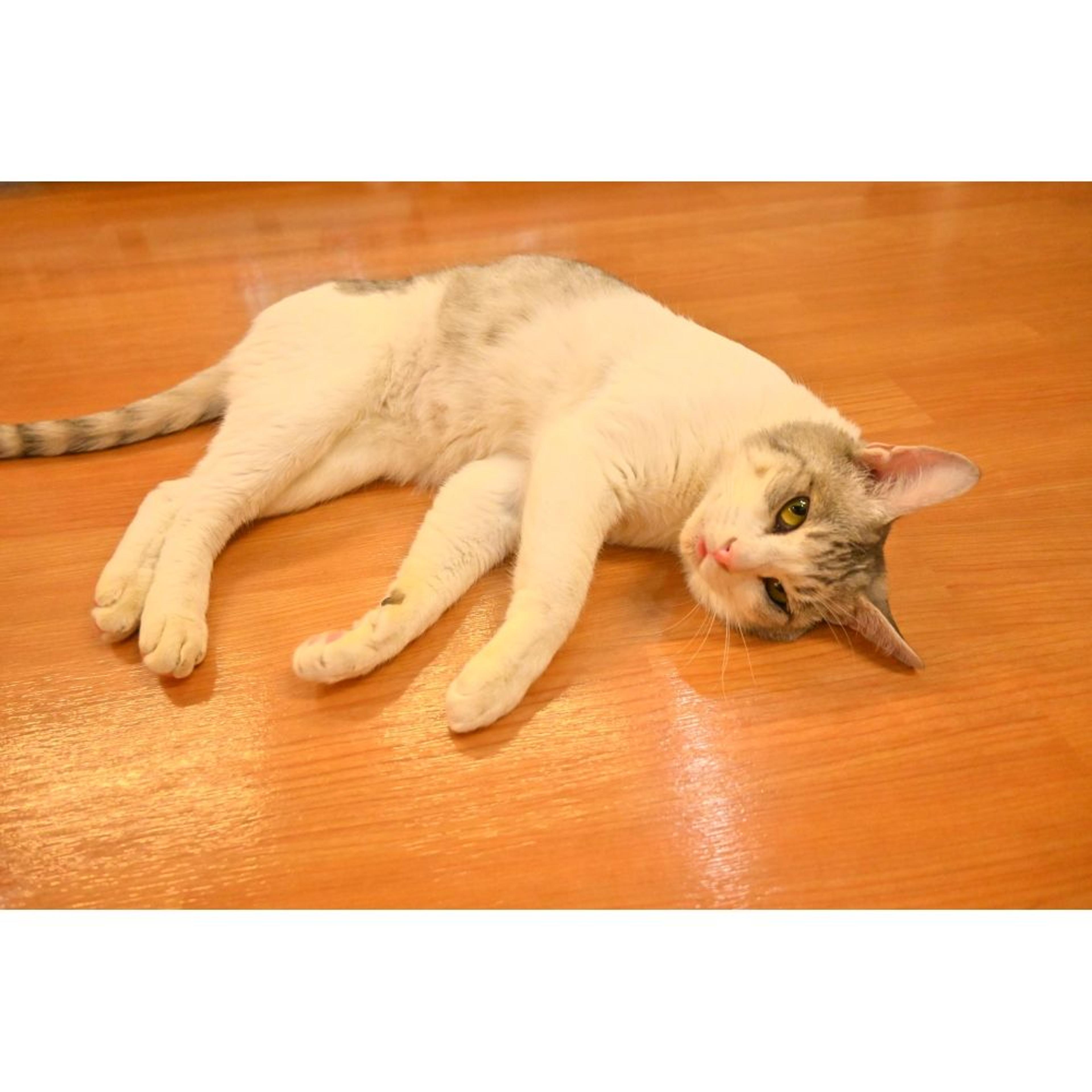 pet-image-4