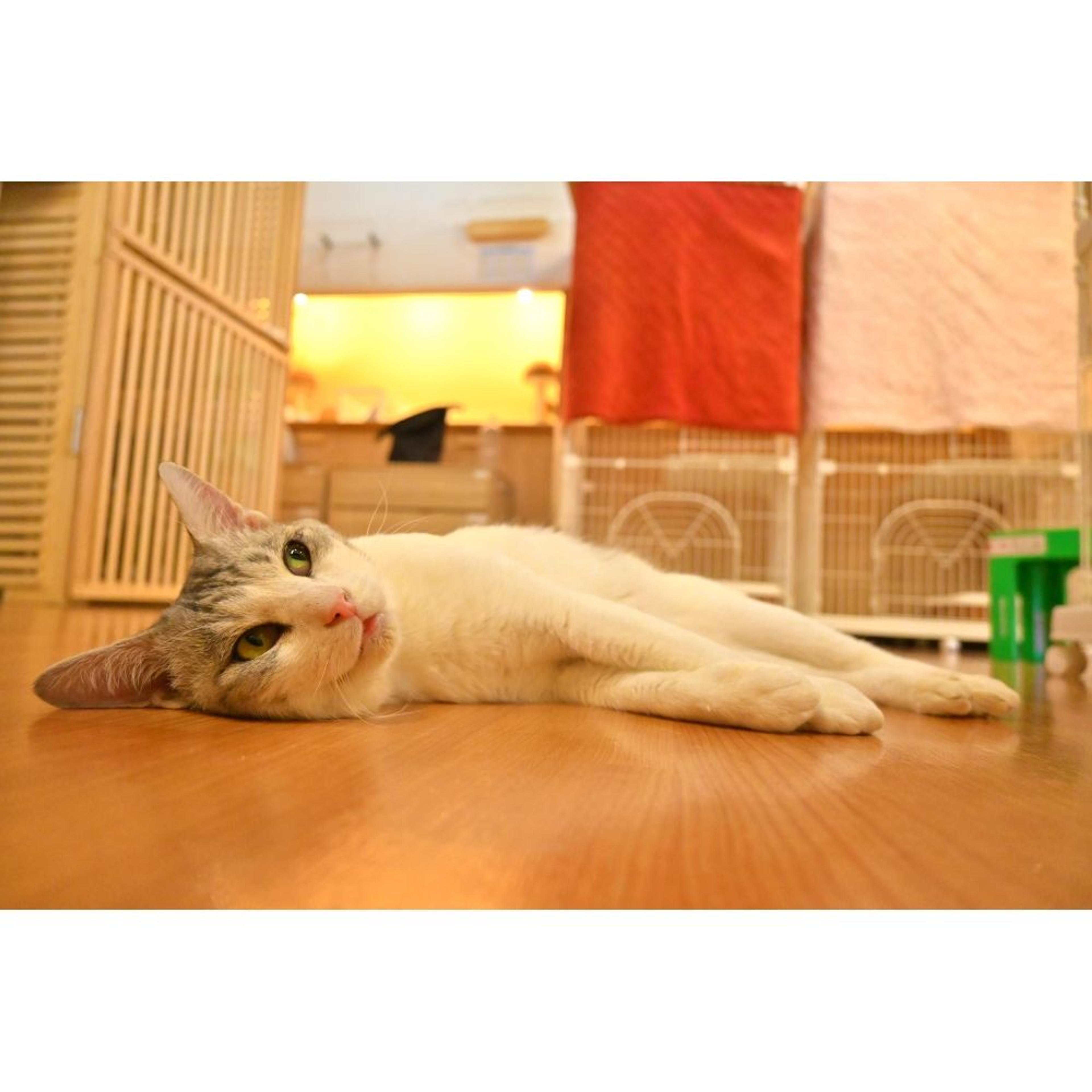 pet-image-5