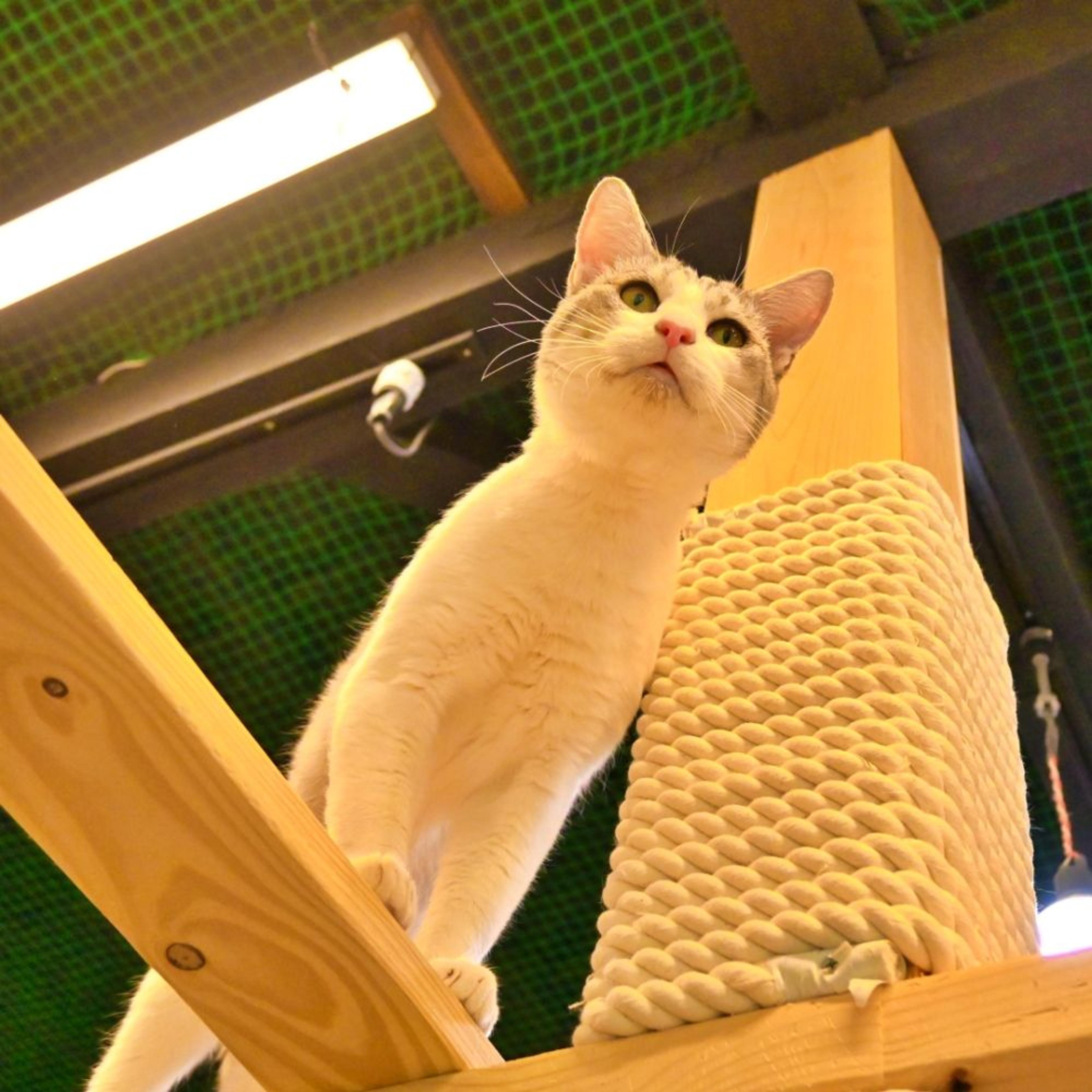 pet-image-6