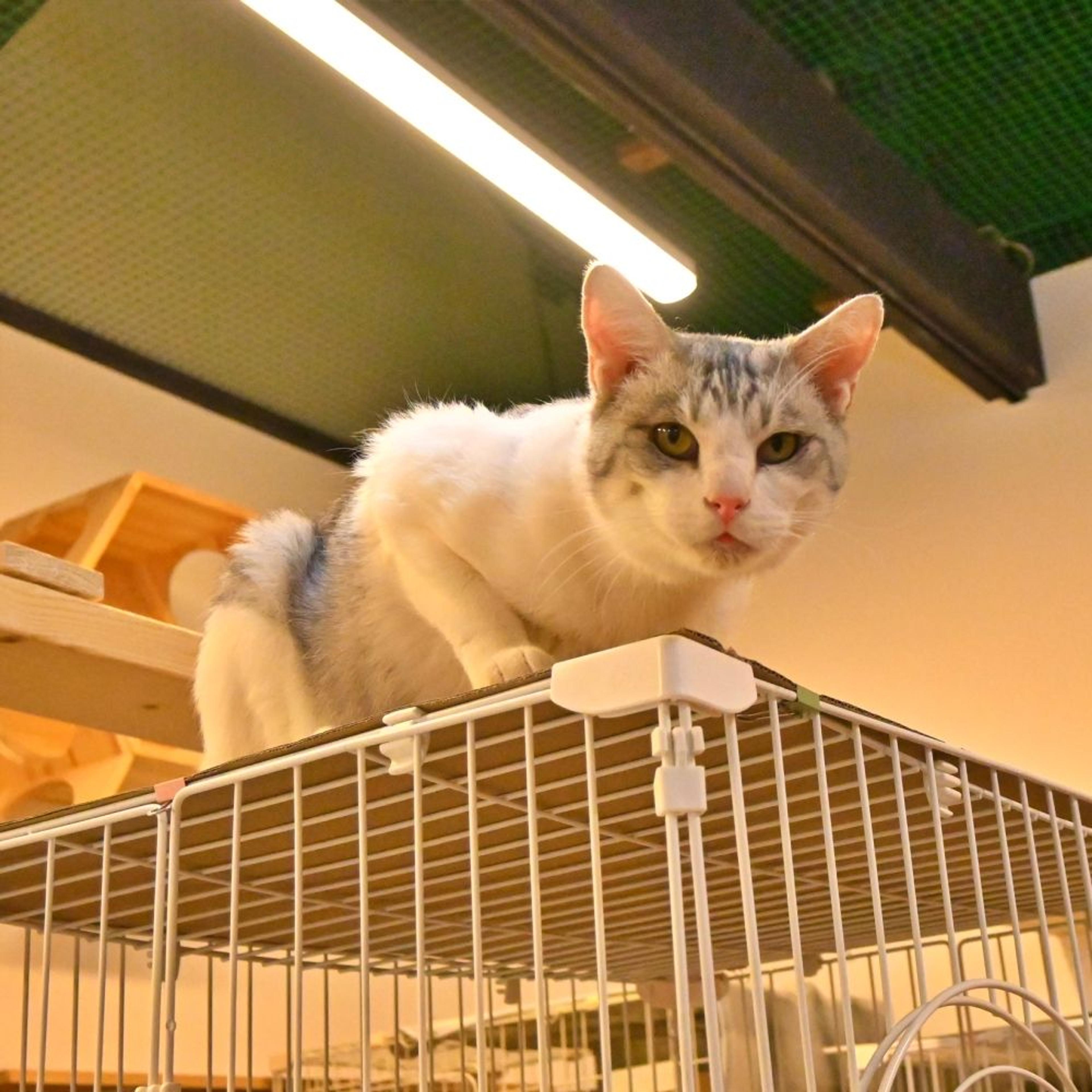pet-image-7
