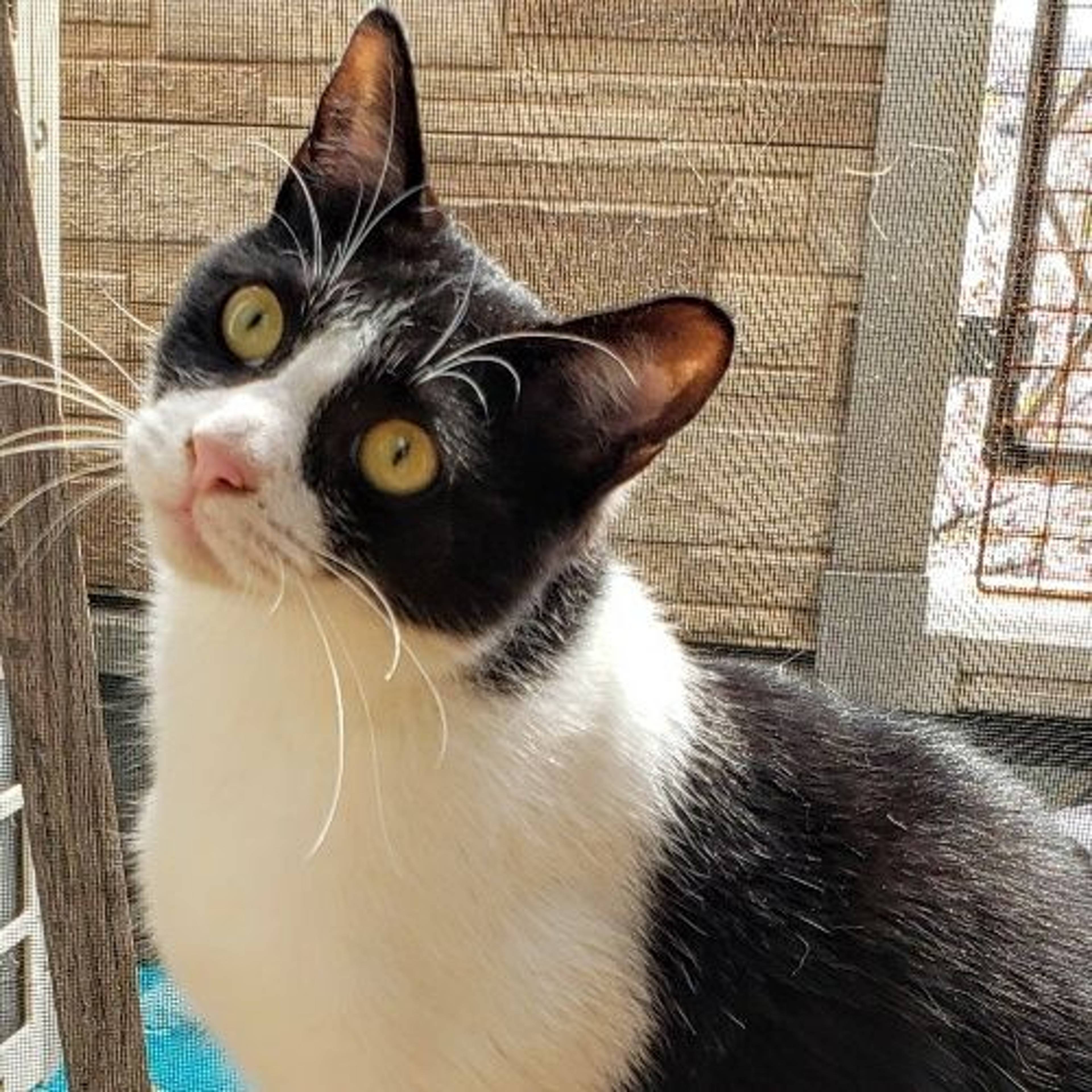 雑種（ミックス猫）・オスの里親募集の写真