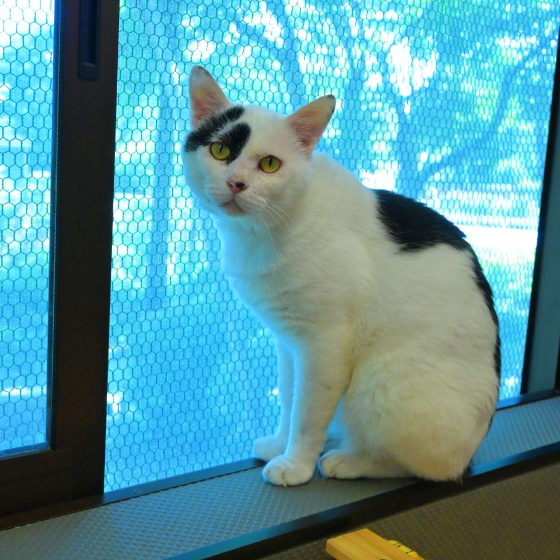 雑種（ミックス猫）・オスの里親募集の写真