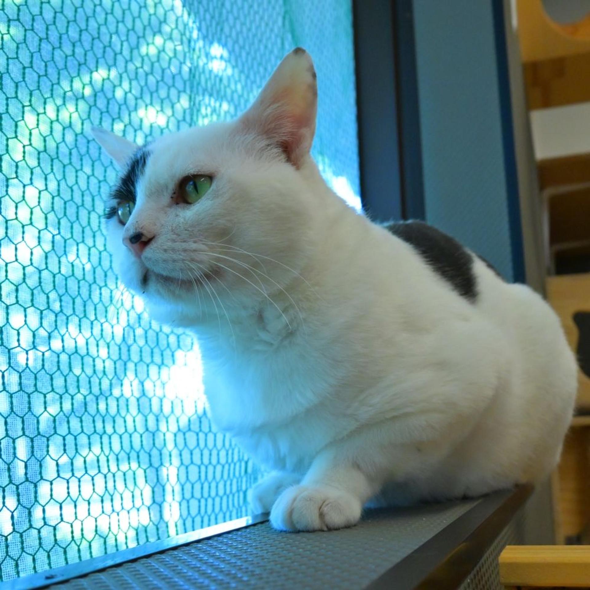 pet-image-2