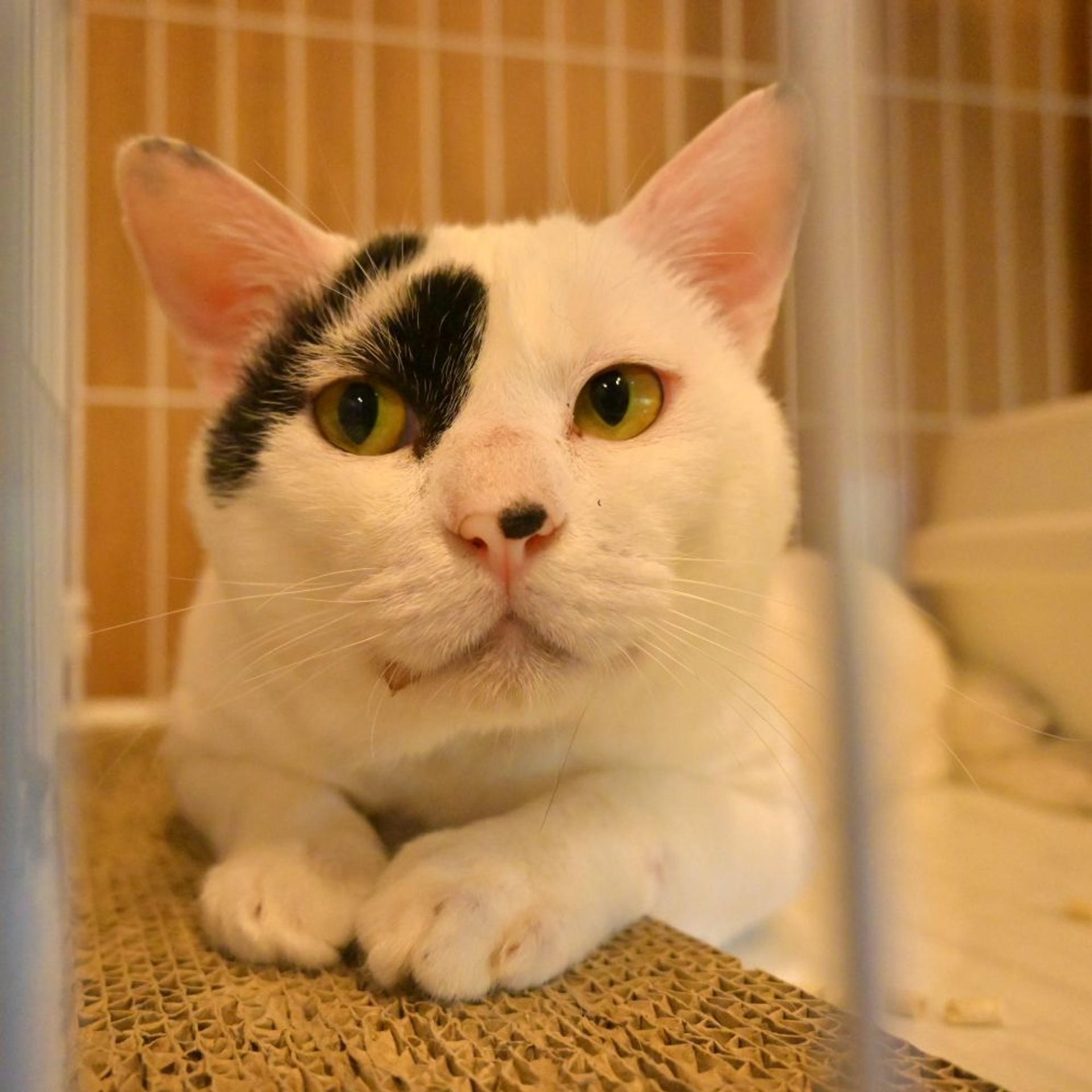 pet-image-4