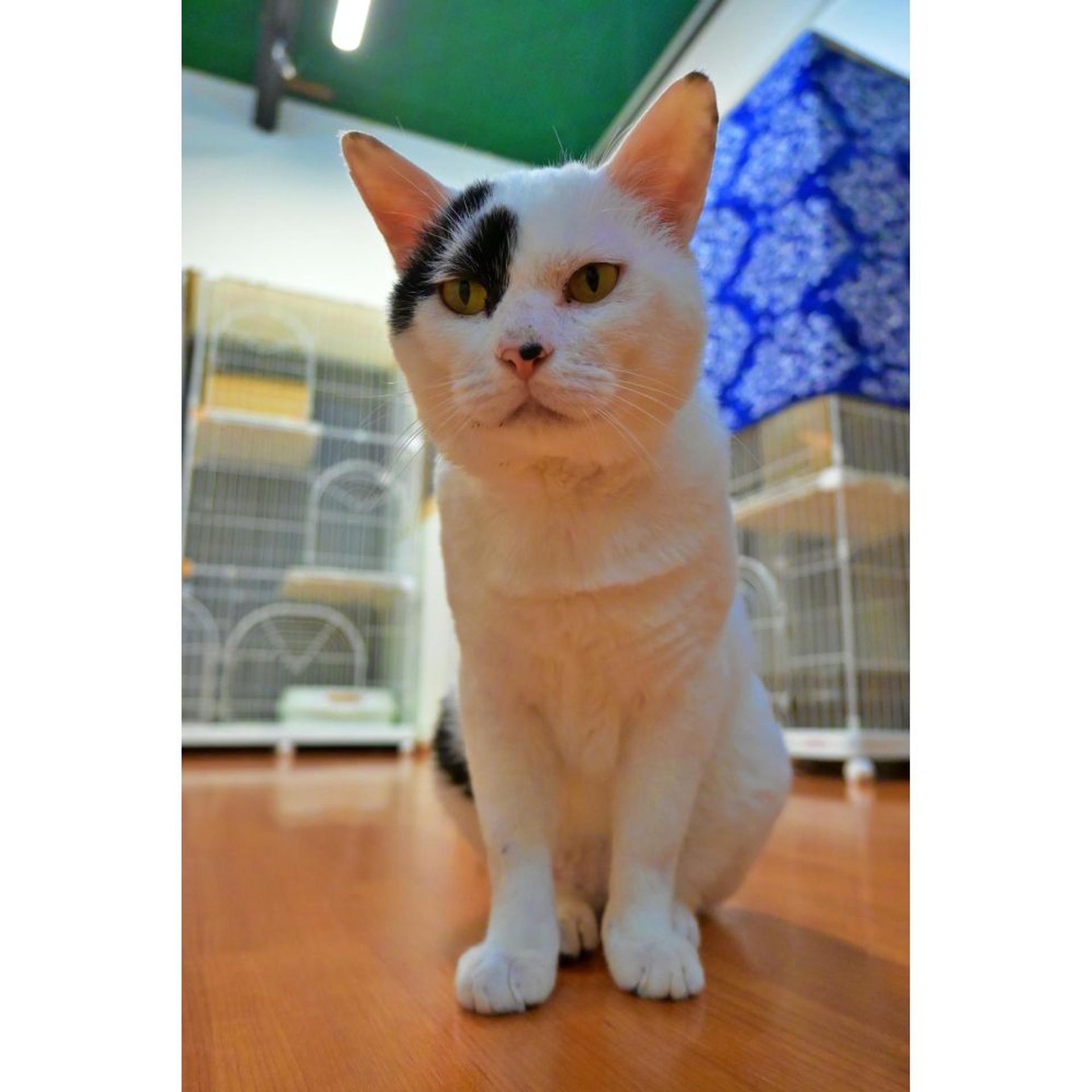 pet-image-6