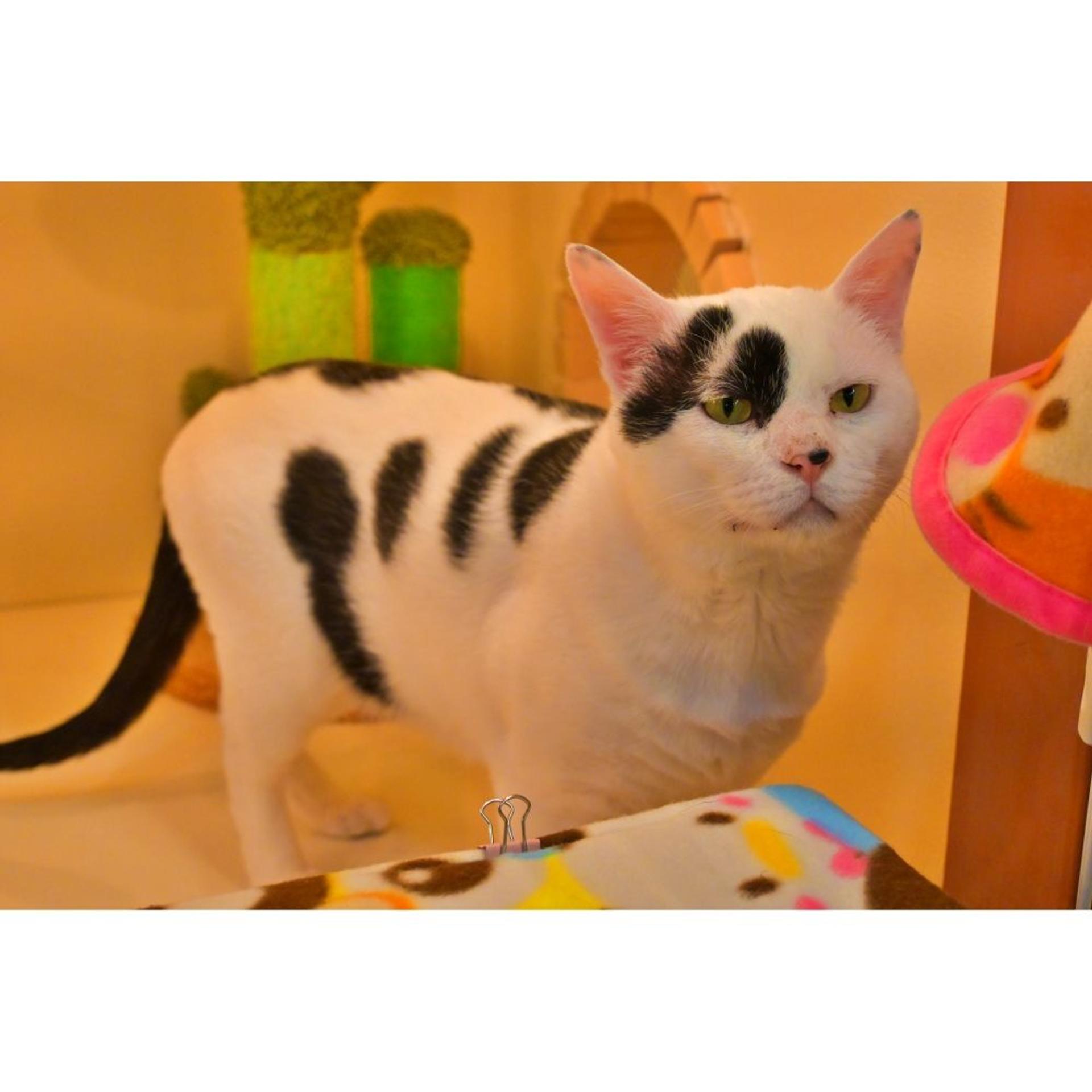 pet-image-7