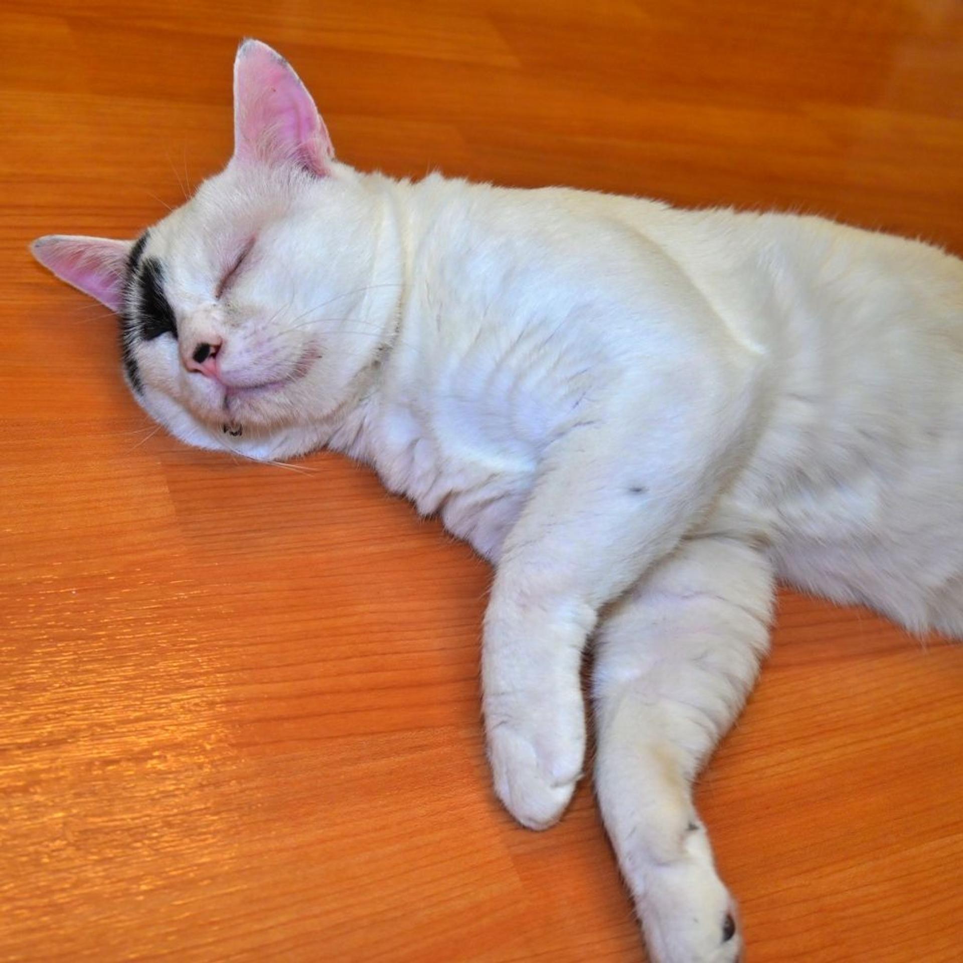 pet-image-8
