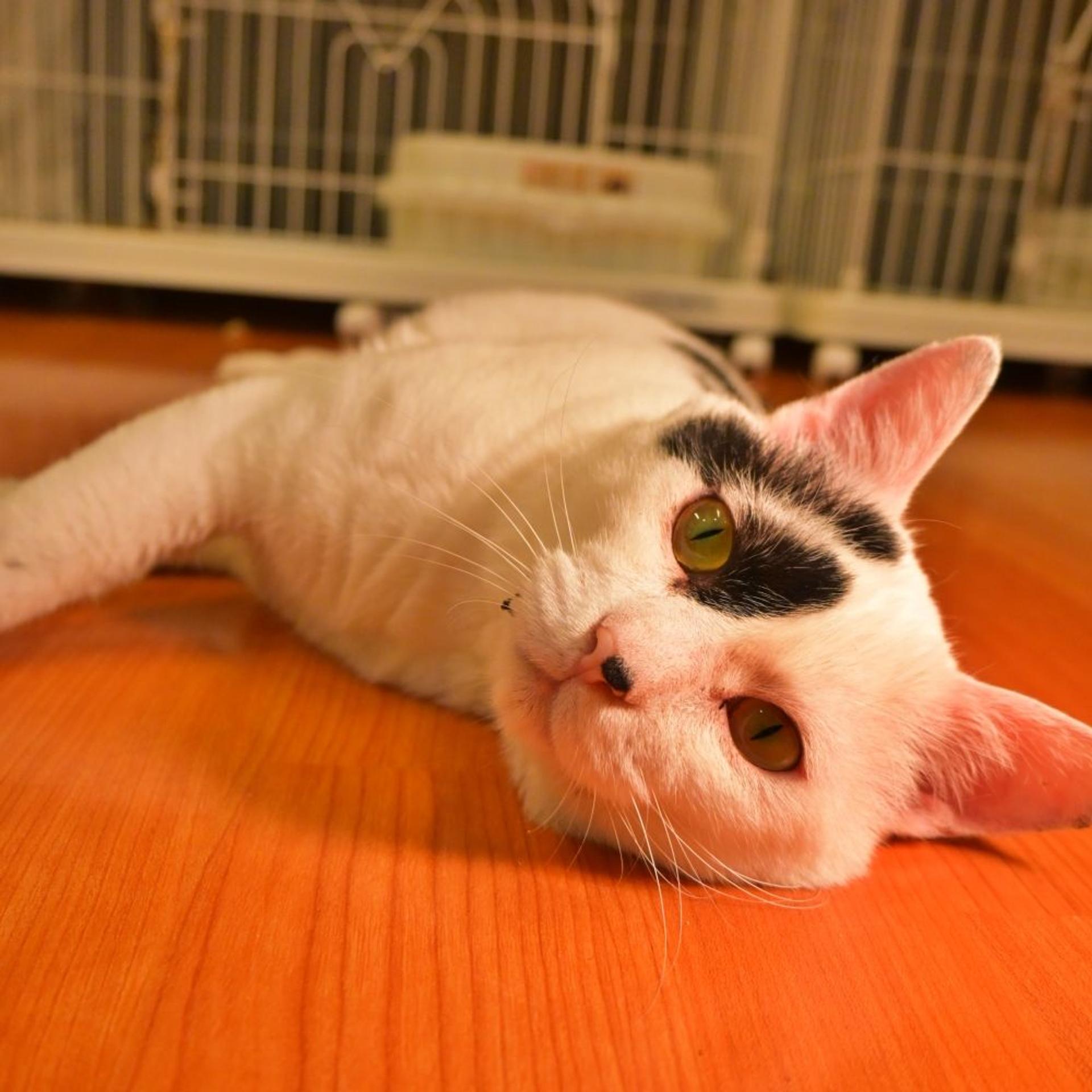 pet-image-9