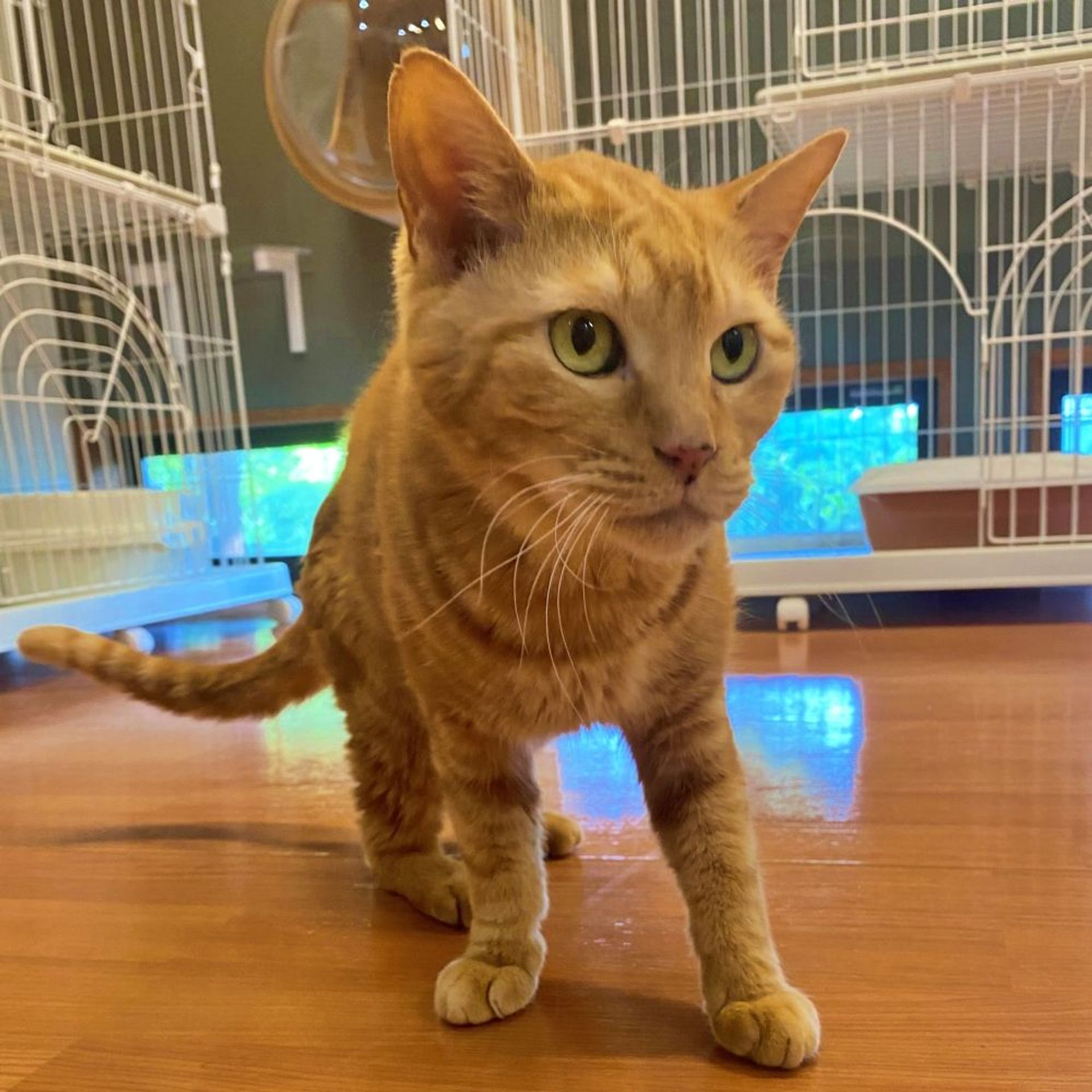 雑種（ミックス猫）・オスの里親募集の写真