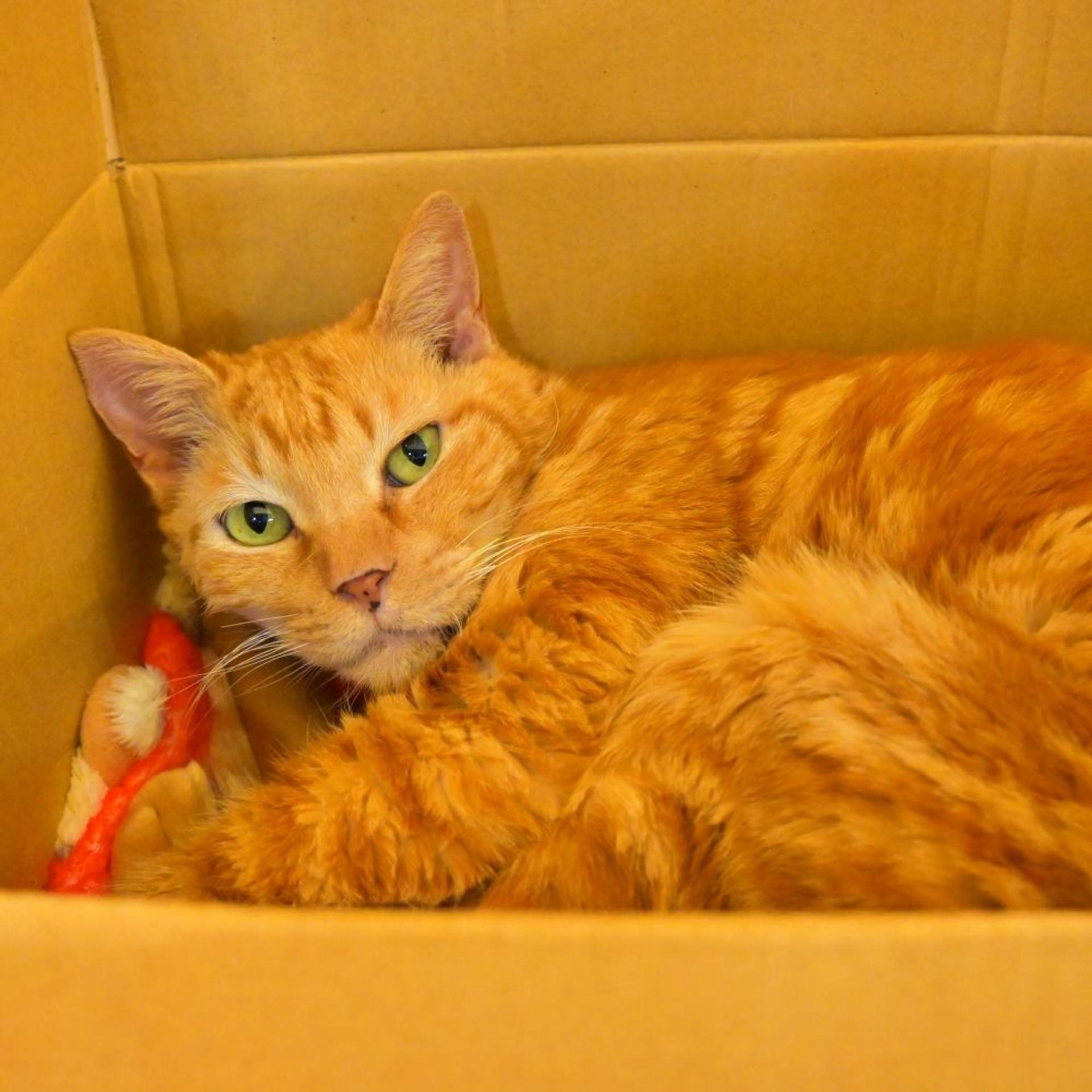 pet-image-4