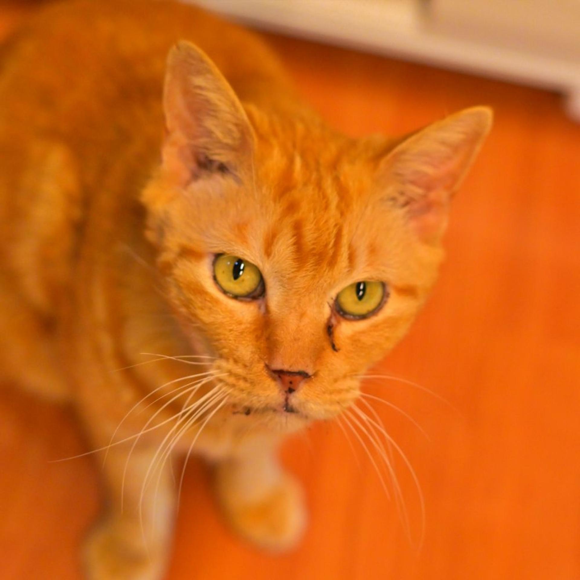 pet-image-5