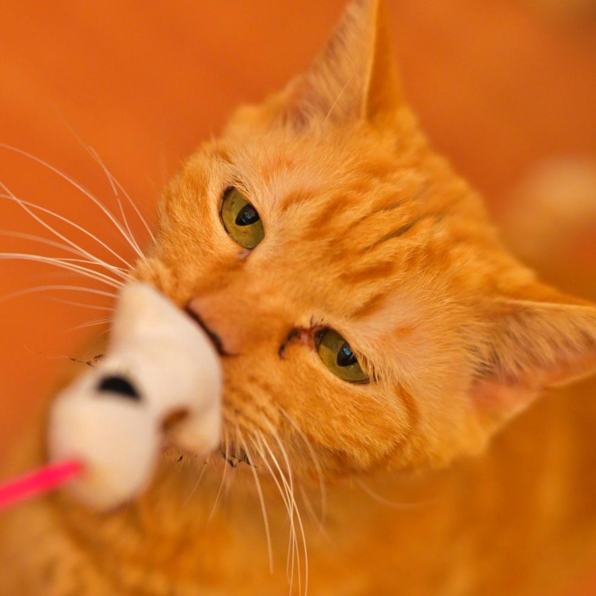 pet-image-6