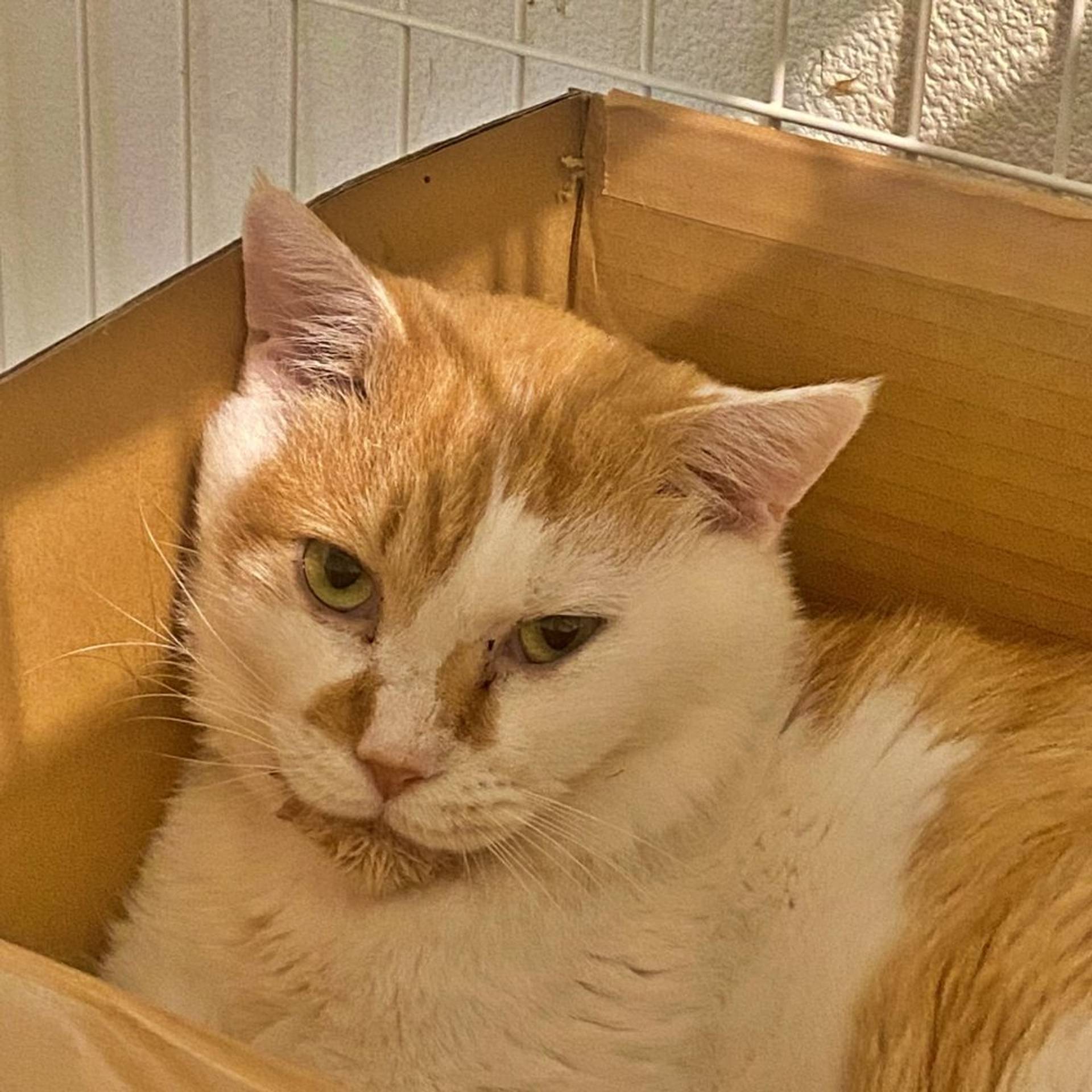 雑種（ミックス猫）・オスの里親募集の写真