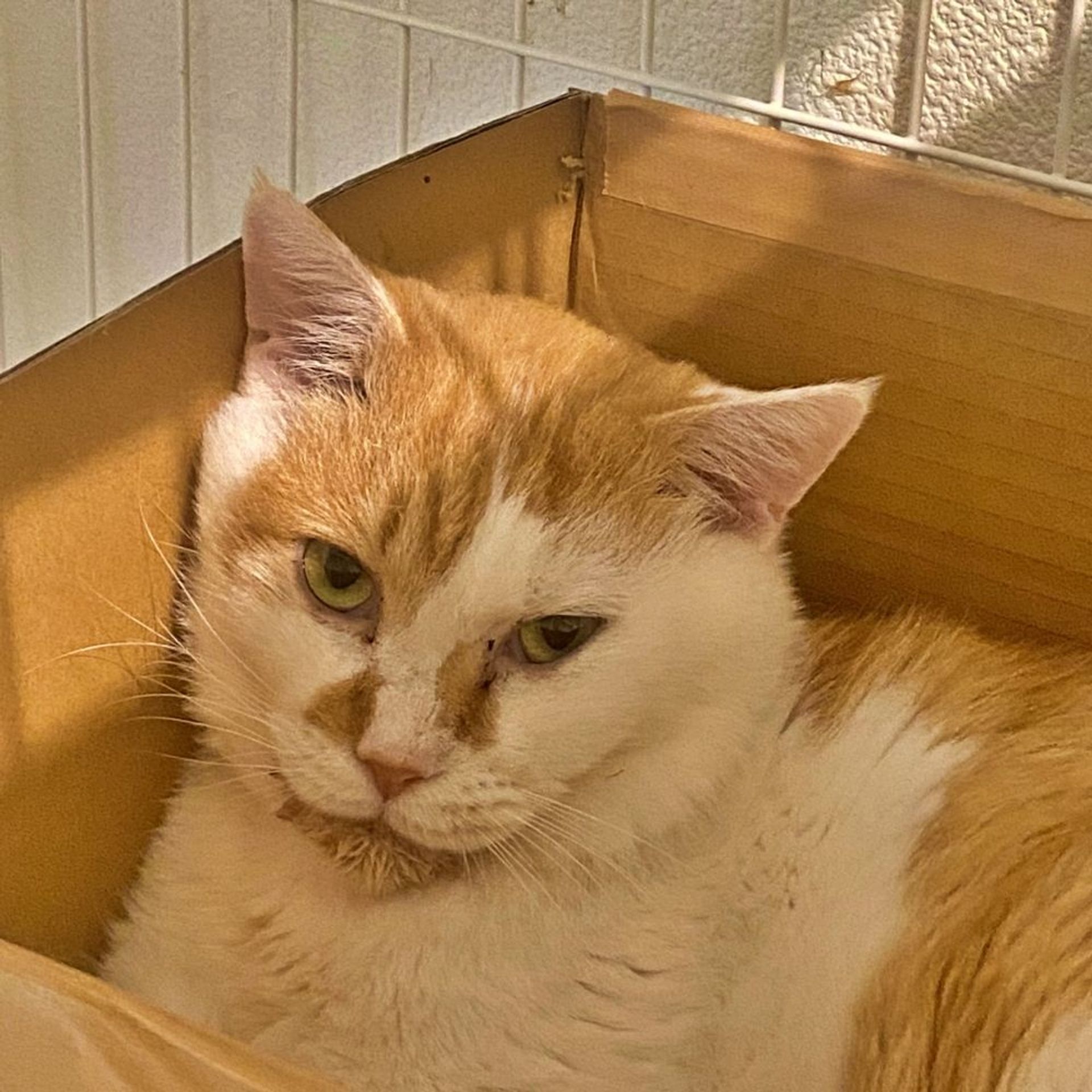 雑種（ミックス猫）・オスの里親募集の写真