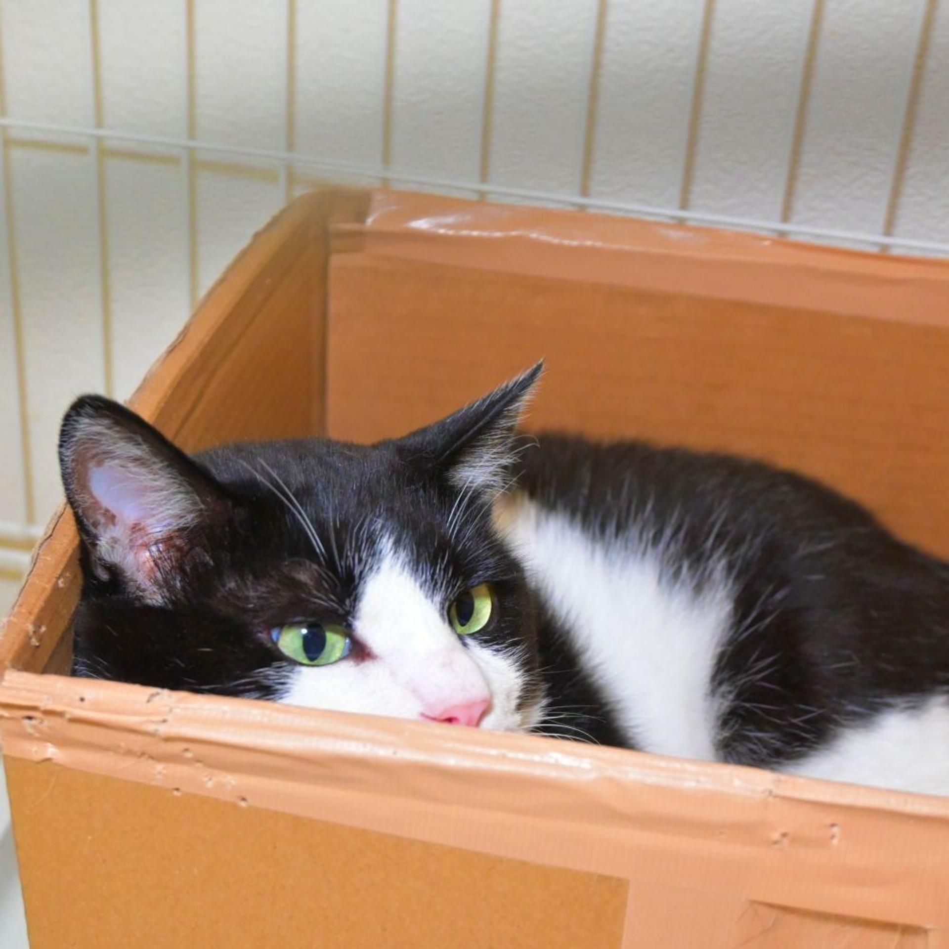 pet-image-3