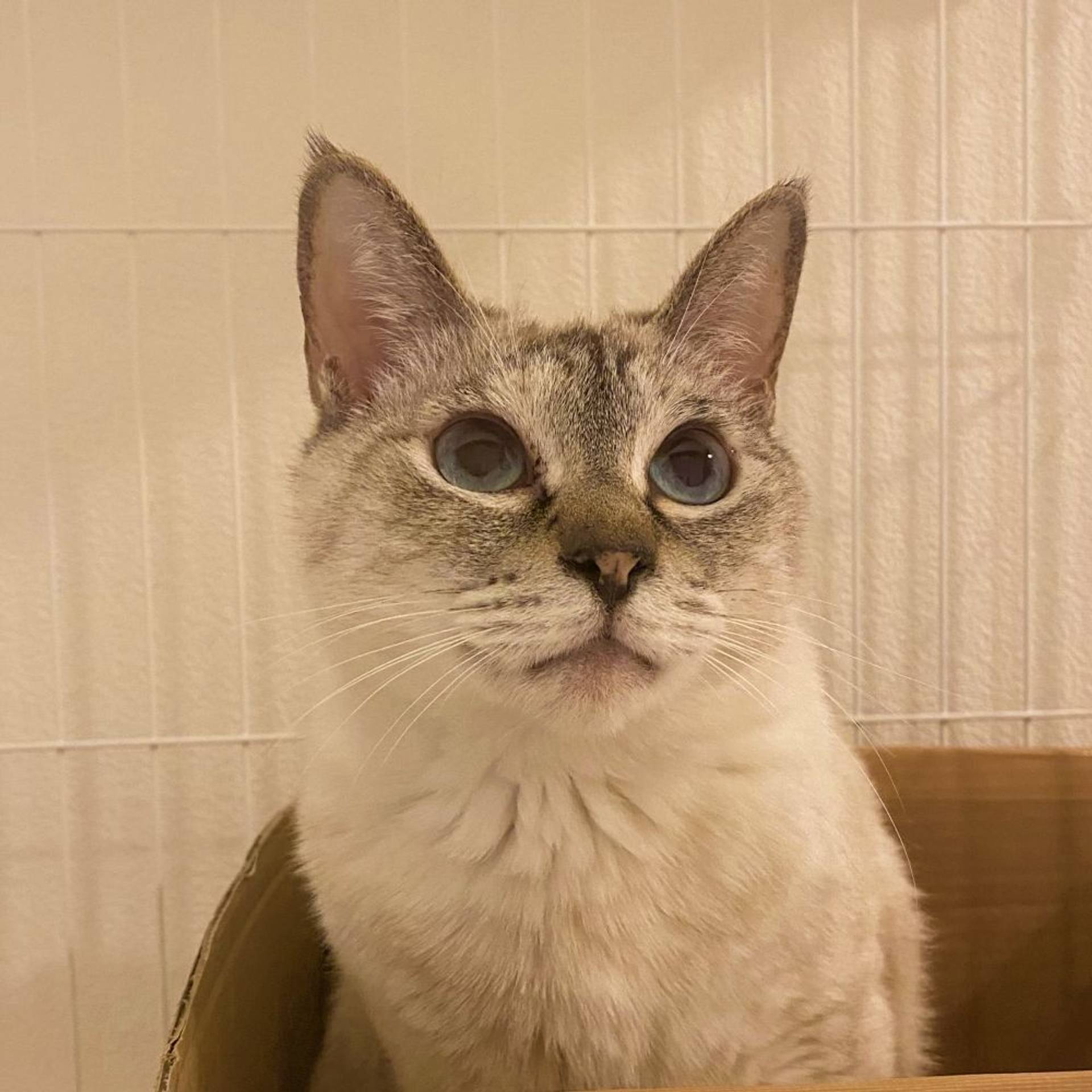 雑種（ミックス猫）・メスの里親募集の写真