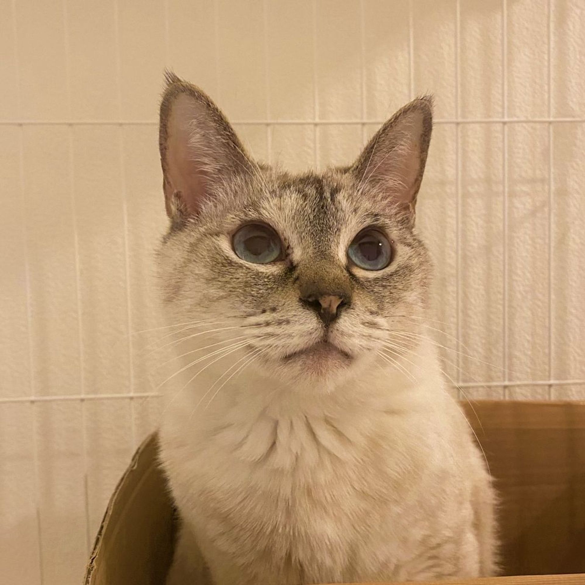 雑種（ミックス猫）・メスの里親募集の写真