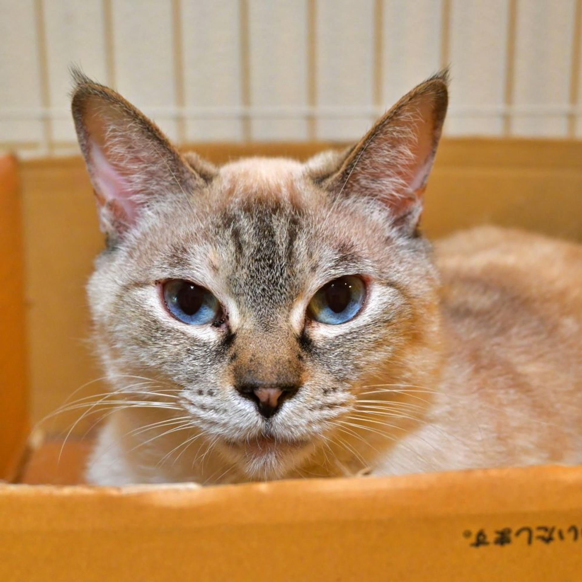 pet-image-2