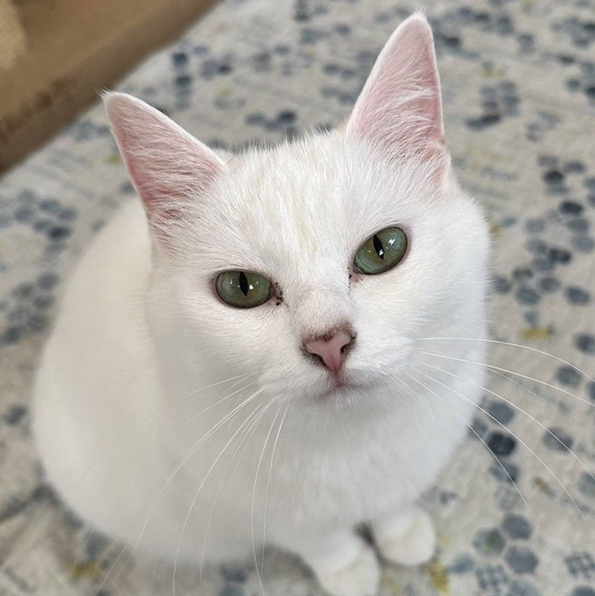 雑種（ミックス猫）・メスの里親募集の写真