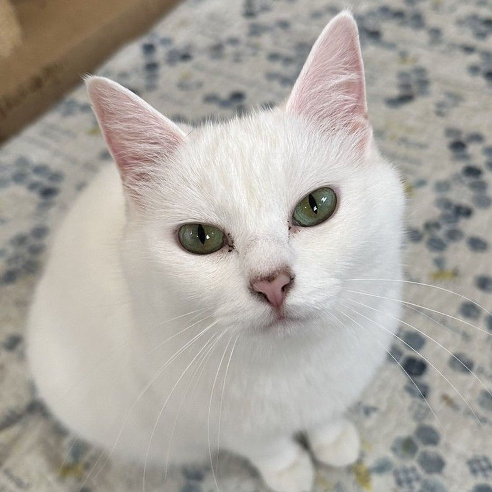 雑種（ミックス猫）・メスの里親募集の写真