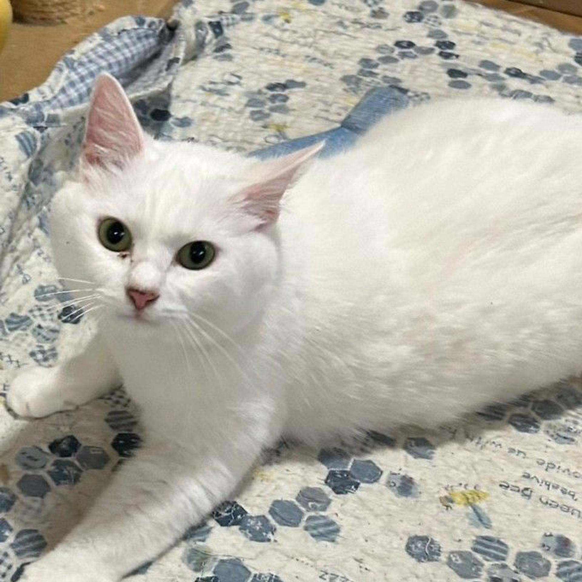 pet-image-3