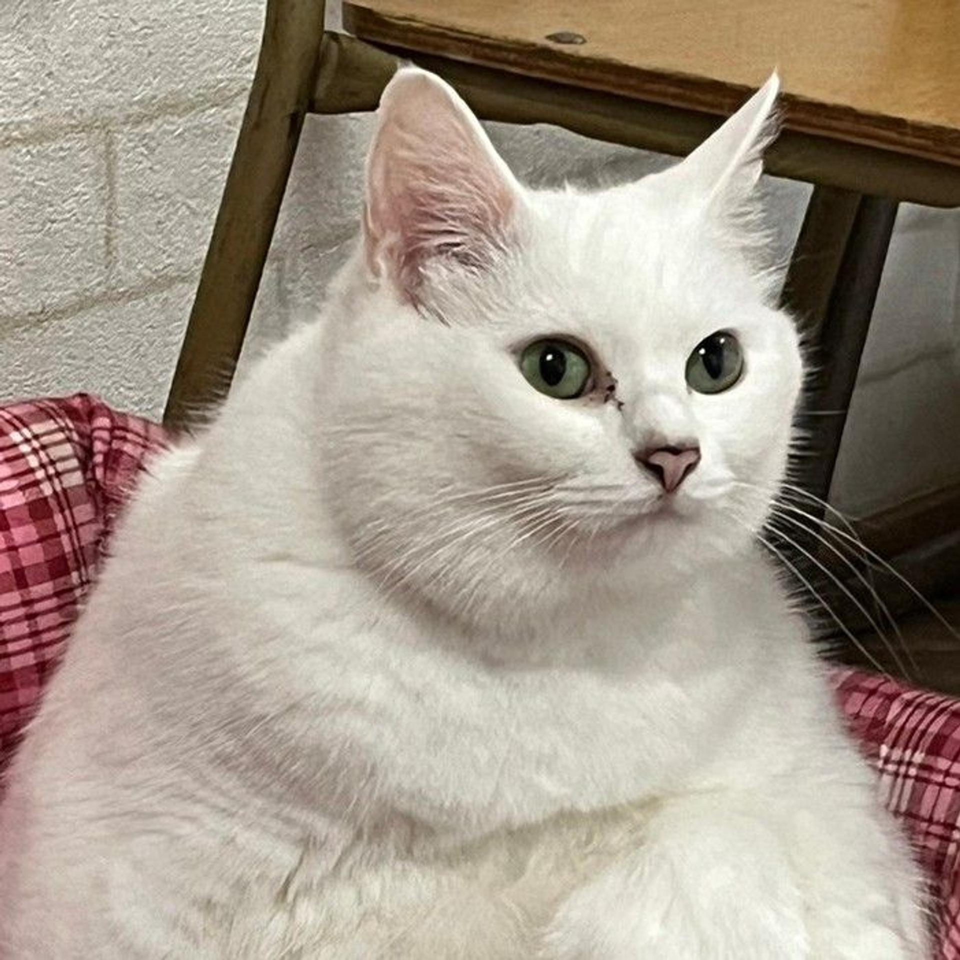 pet-image-4