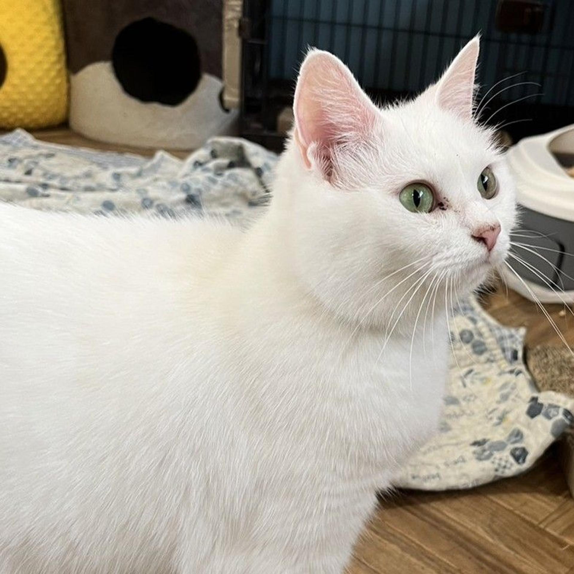 pet-image-5