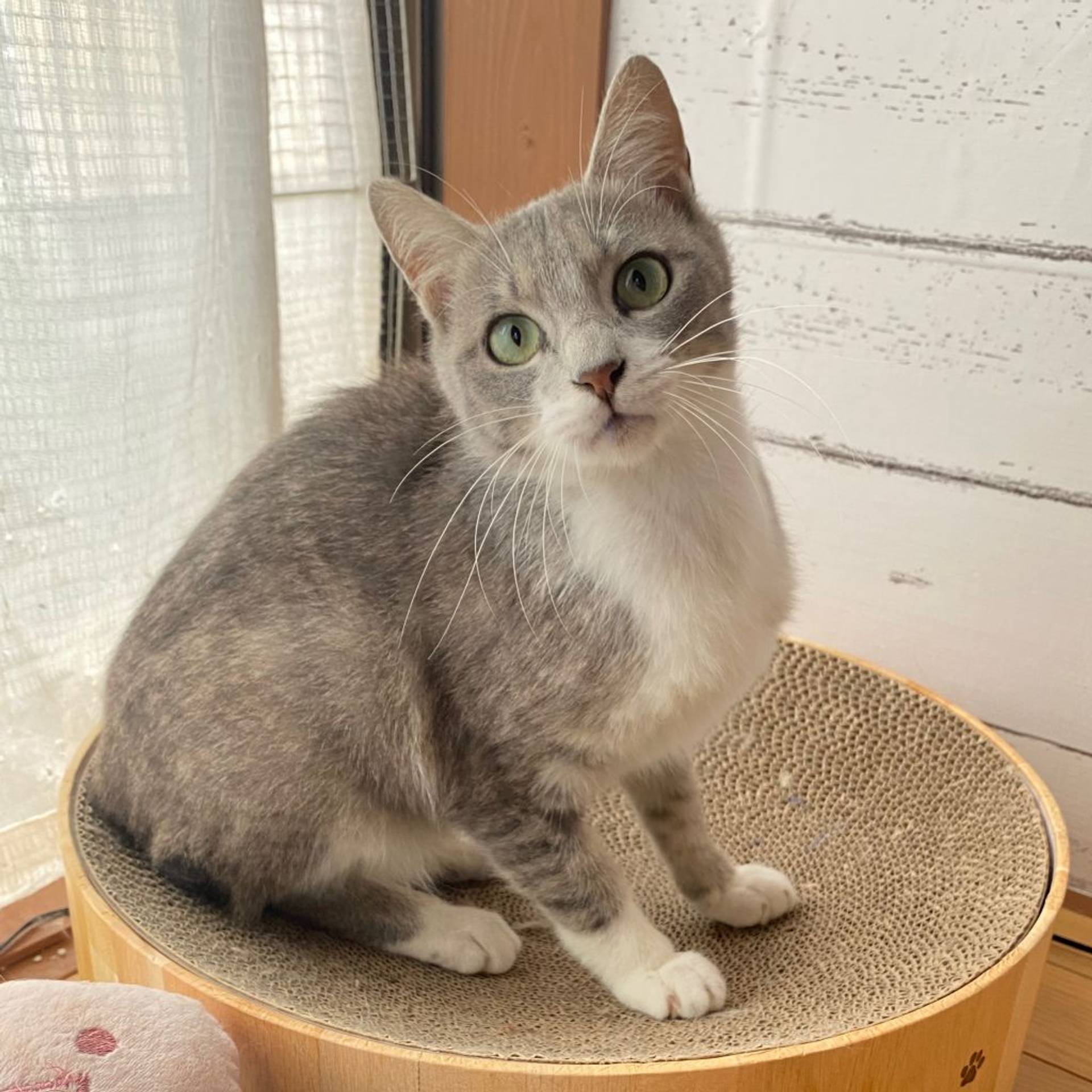 雑種（ミックス猫）・オスの里親募集の写真