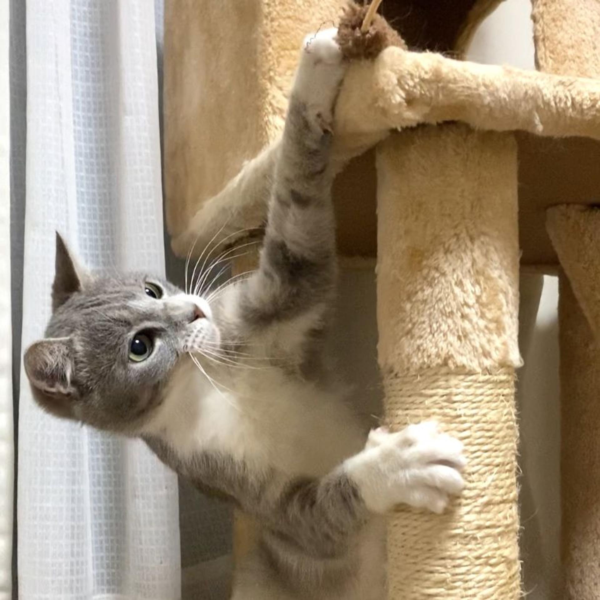 pet-image-6