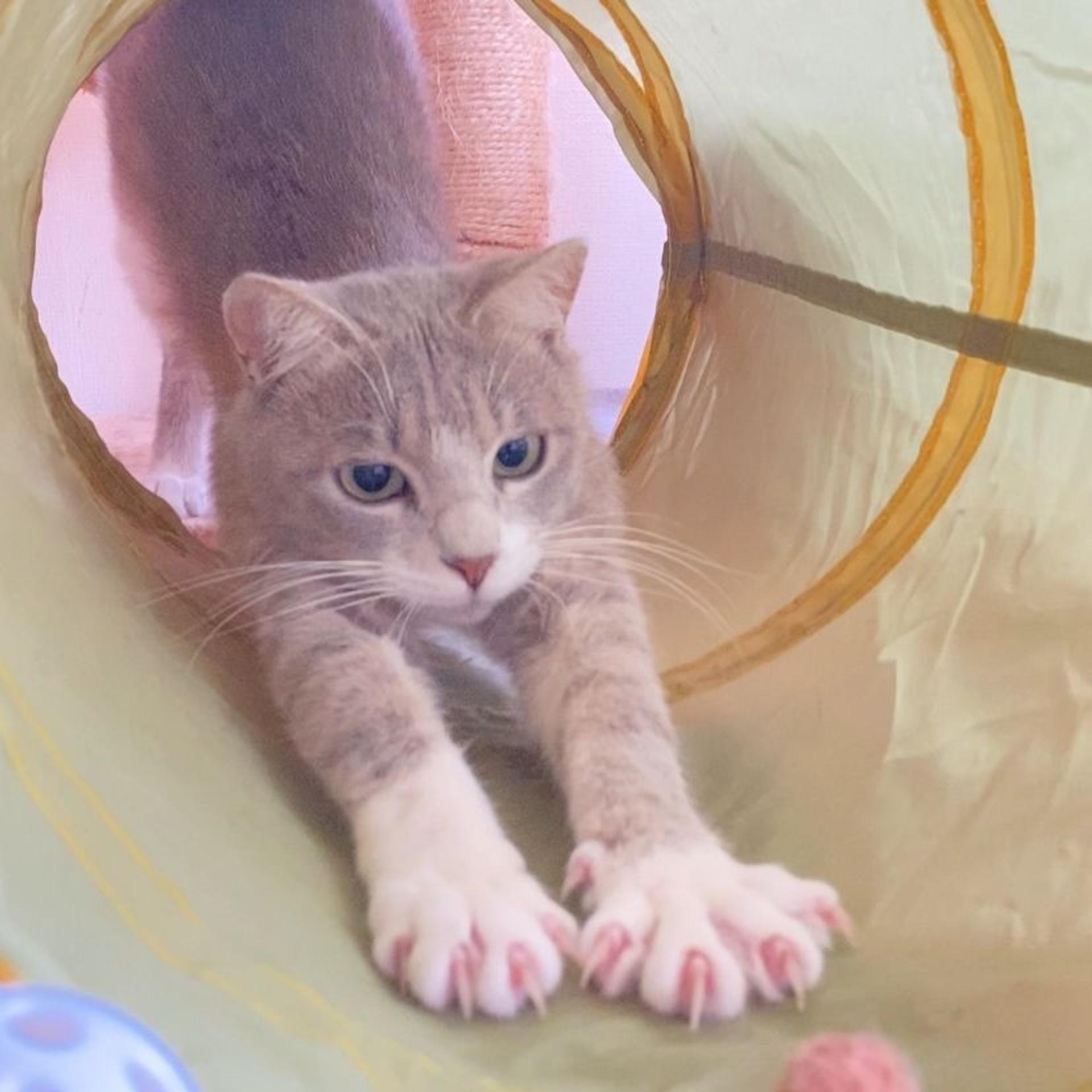 pet-image-8