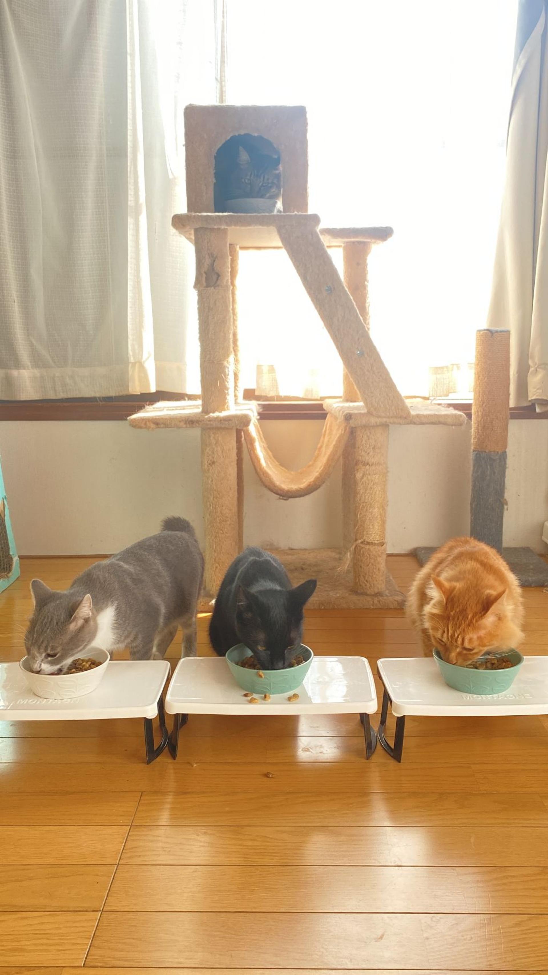 pet-image-7