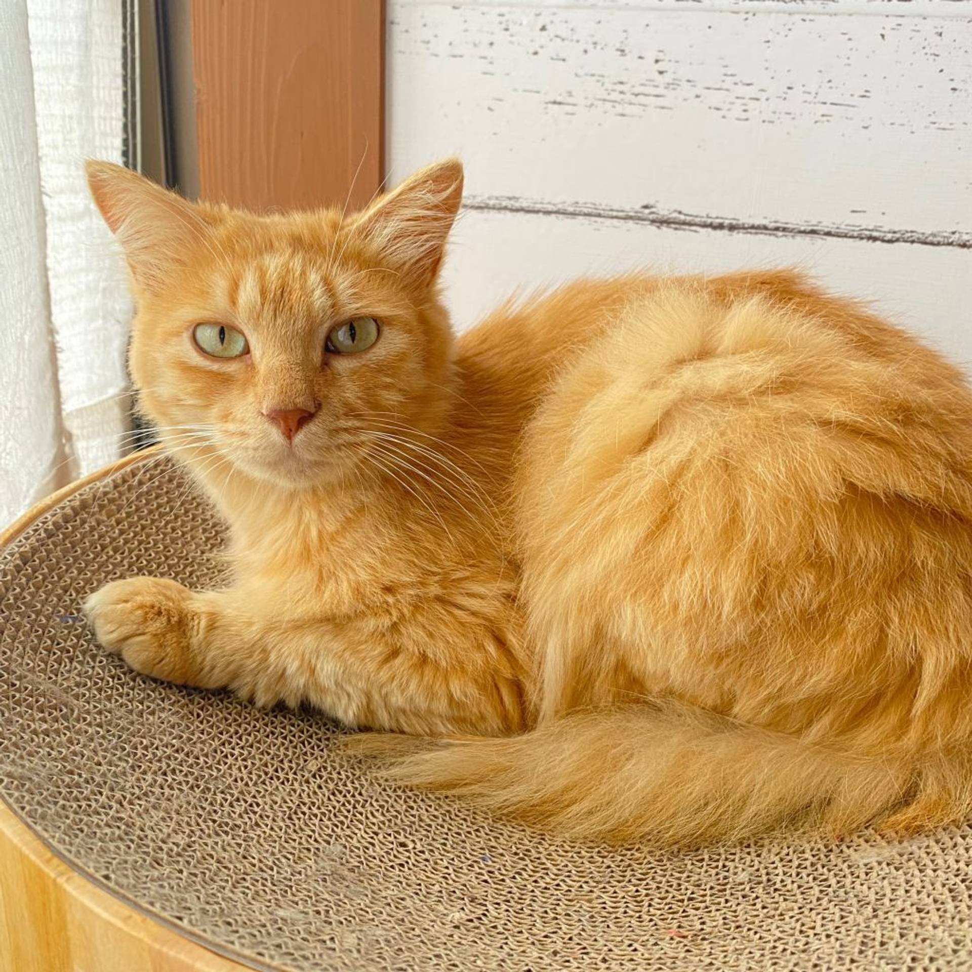 雑種（ミックス猫）・オスの里親募集の写真