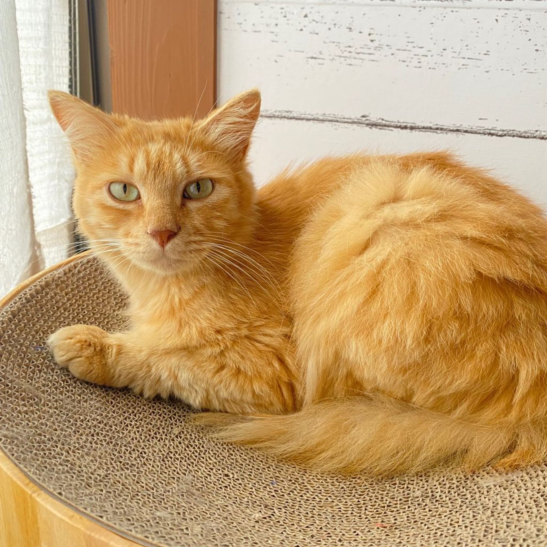 雑種（ミックス猫）・オスの里親募集の写真